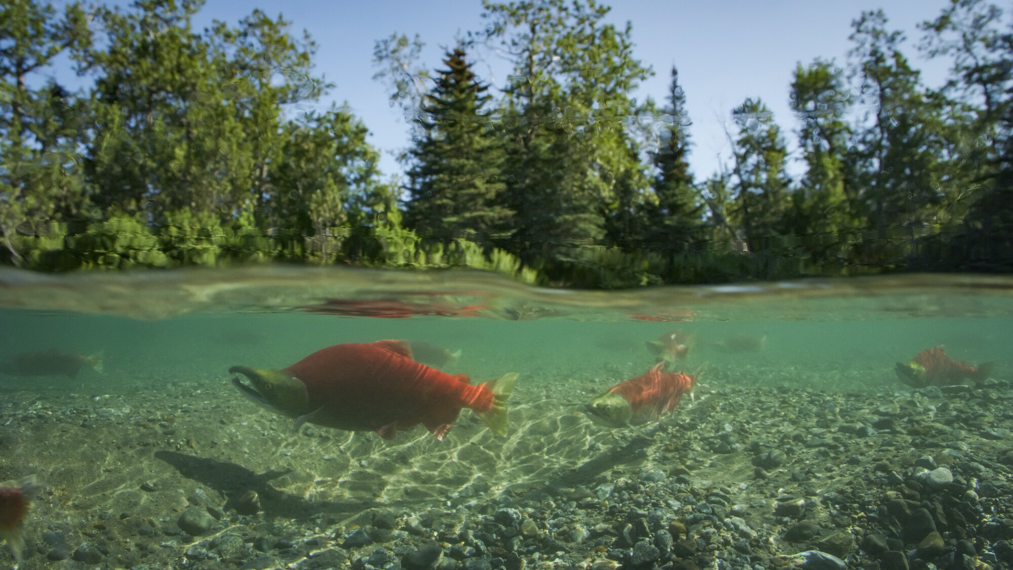 A sockeye salmon female is drawn in by the male's large hump during spawning. (National Geographic for Disney+)
