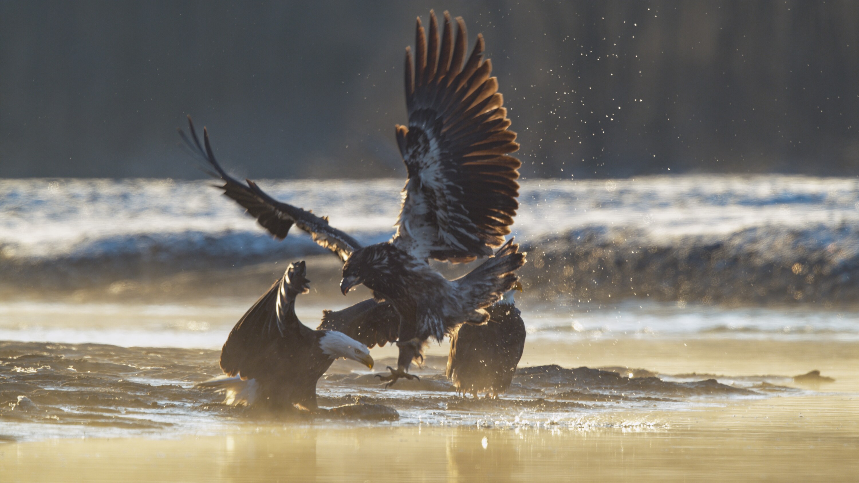 A juvenile bald eagle fights adults for food along the banks of the Chilkat River. (National Geographic for Disney+)