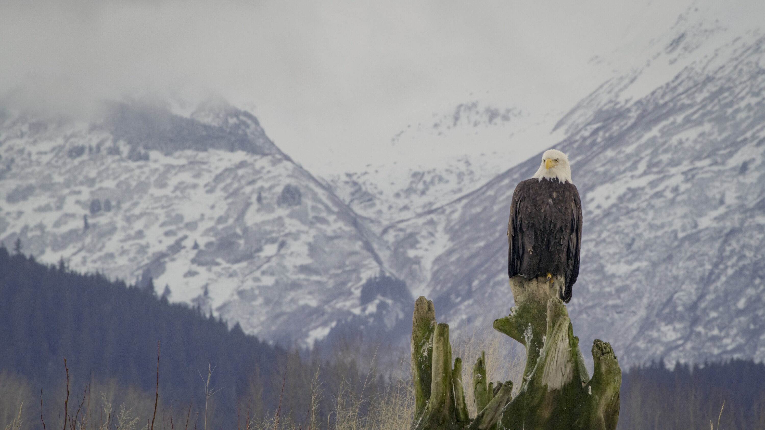 A bald eagle looks out for opportunities to feast on the late salmon run, enabled by warm water upwellings in Chilkat Bald Eagle Preserve. (National Geographic for Disney+)