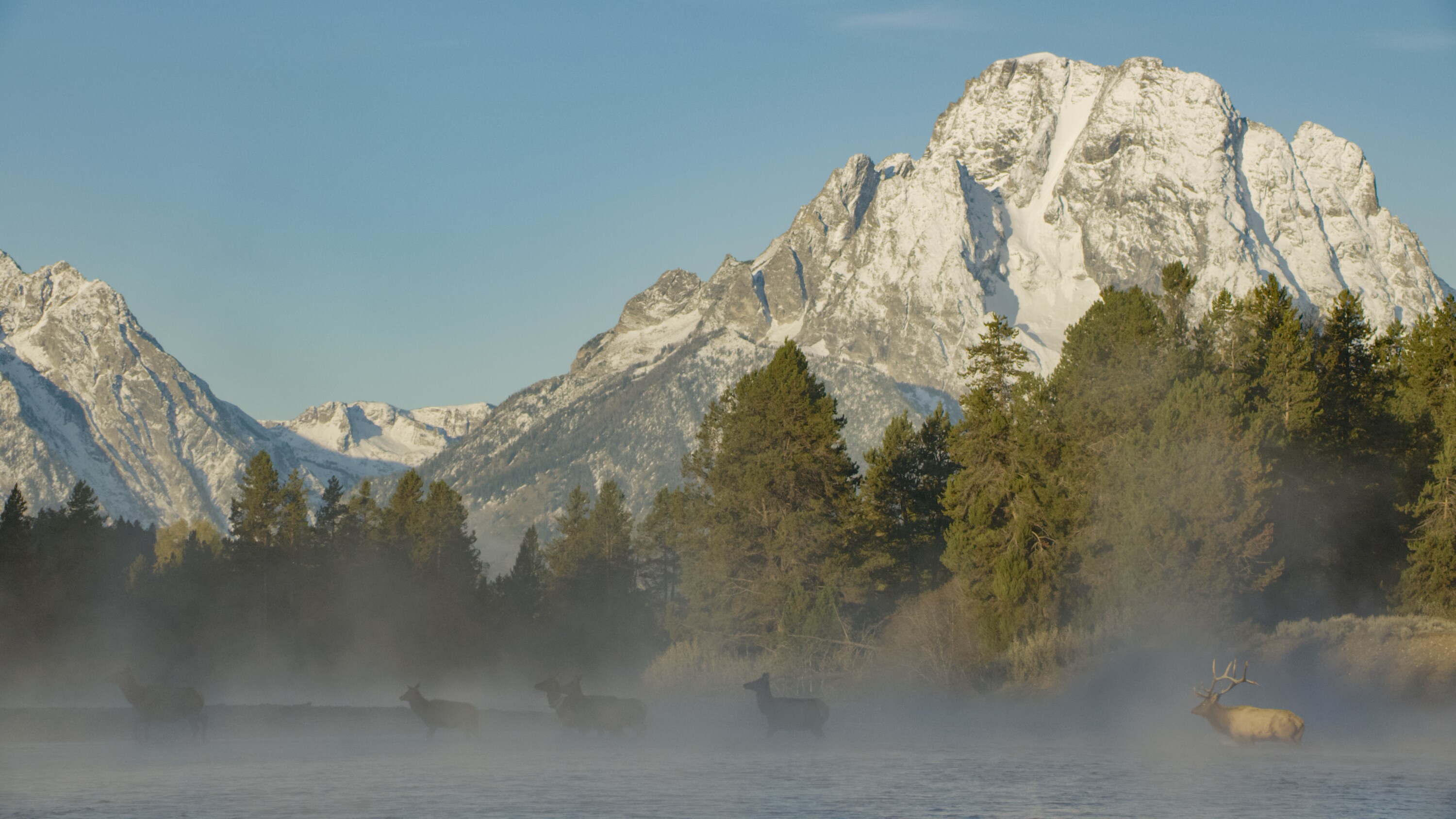 Elk crossing the Snake River on a misty morning in Grand Teton National Park. (National Geographic for Disney+)