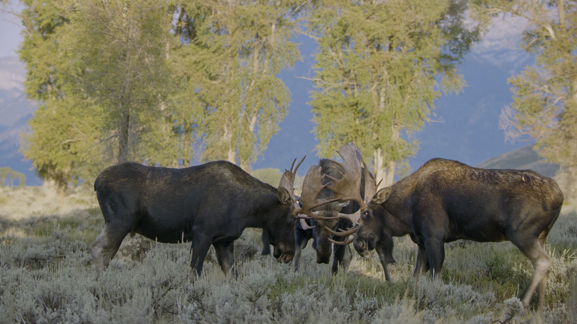 Amorous moose three-way spar during the rut in Grand Teton National Park. (National Geographic for Disney+)