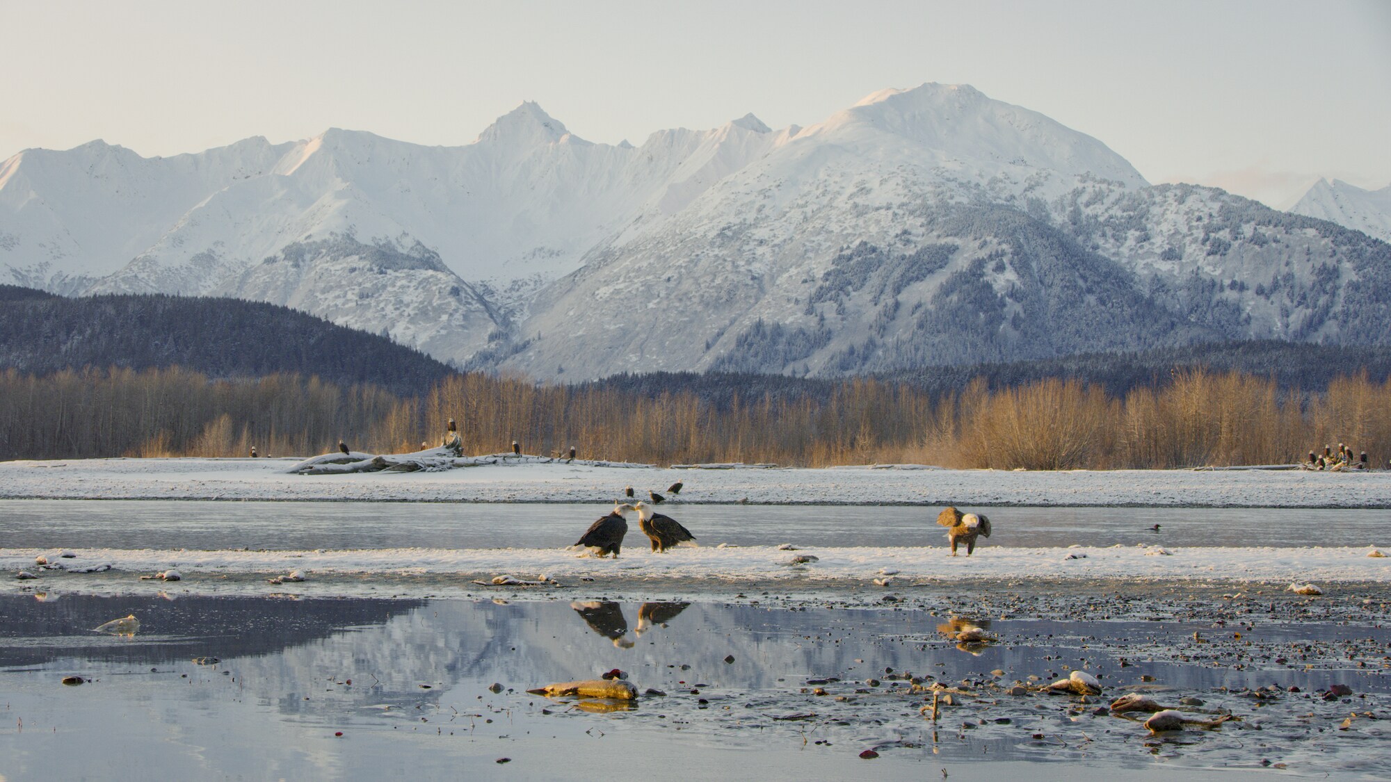 Bald eagles congregate along the banks of the  Chilkat River, the largest gathering of their kind in the world. Geothermal upwellings prevent the river from freezing until later in the season. (National Geographic for Disney+)