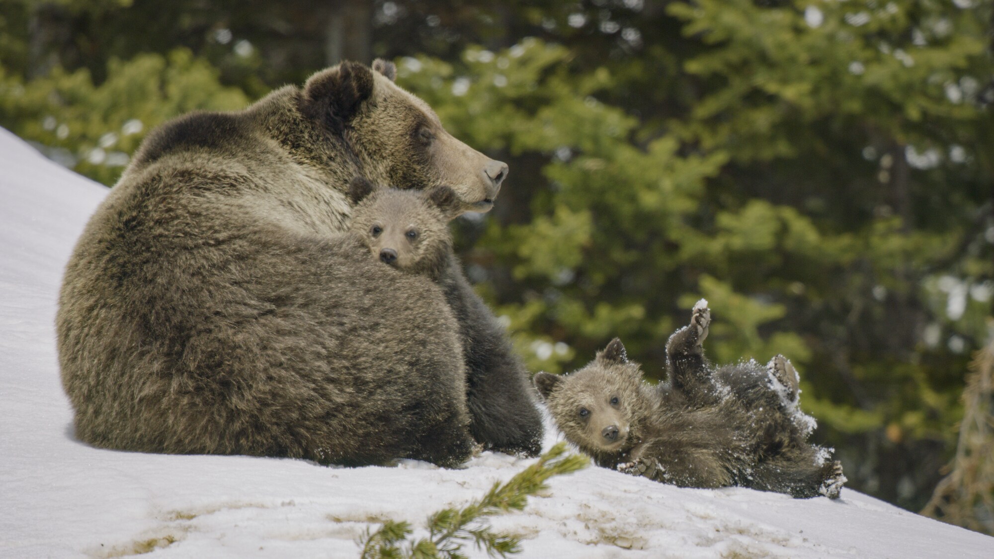 Grizzly bear mother and cubs emerge from their dens into a winter wonderland. (National Geographic for Disney+)