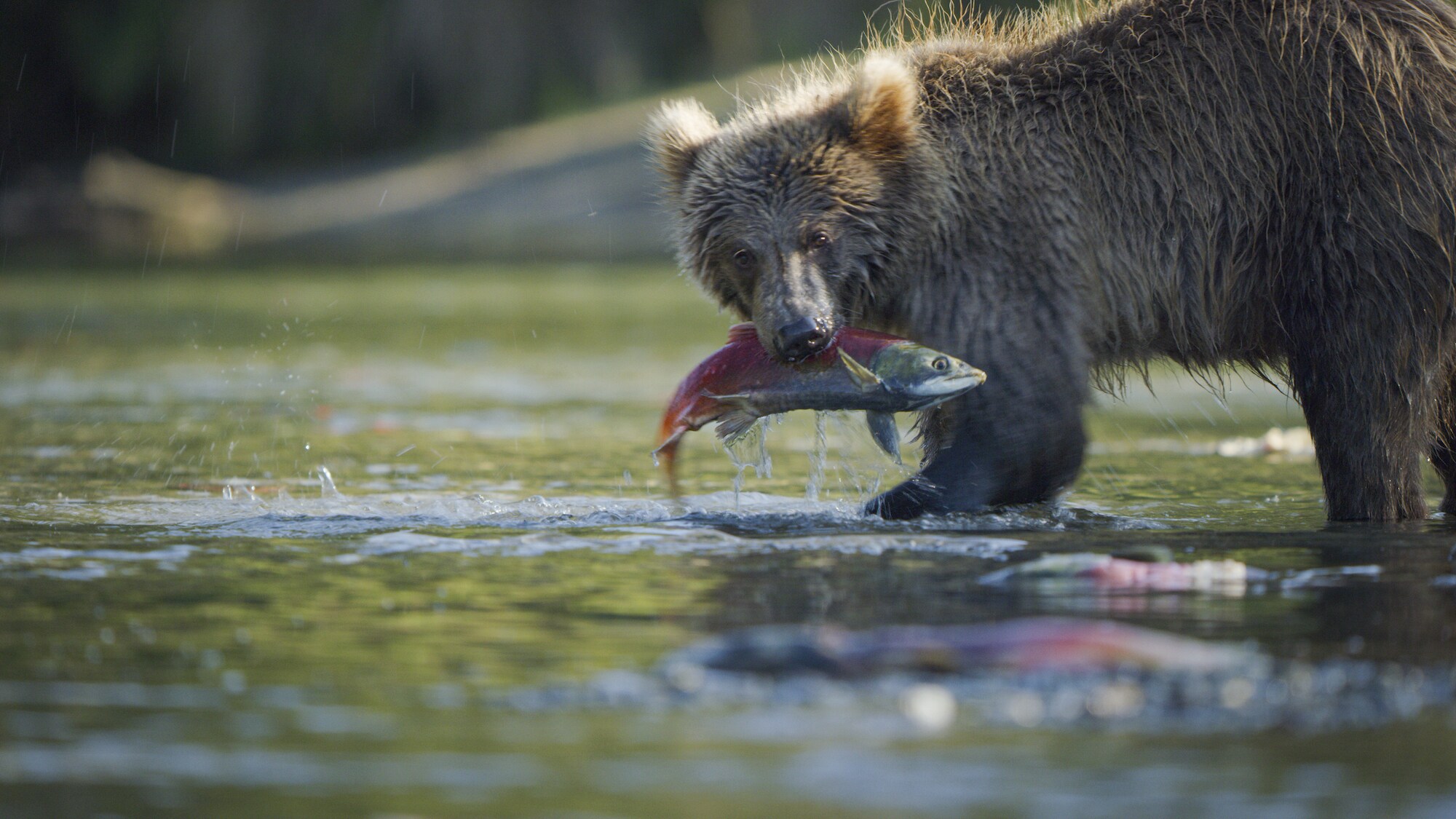 A young bear catches a salmon during spawning in Lake Iliamna, Alaska. (National Geographic for Disney+)