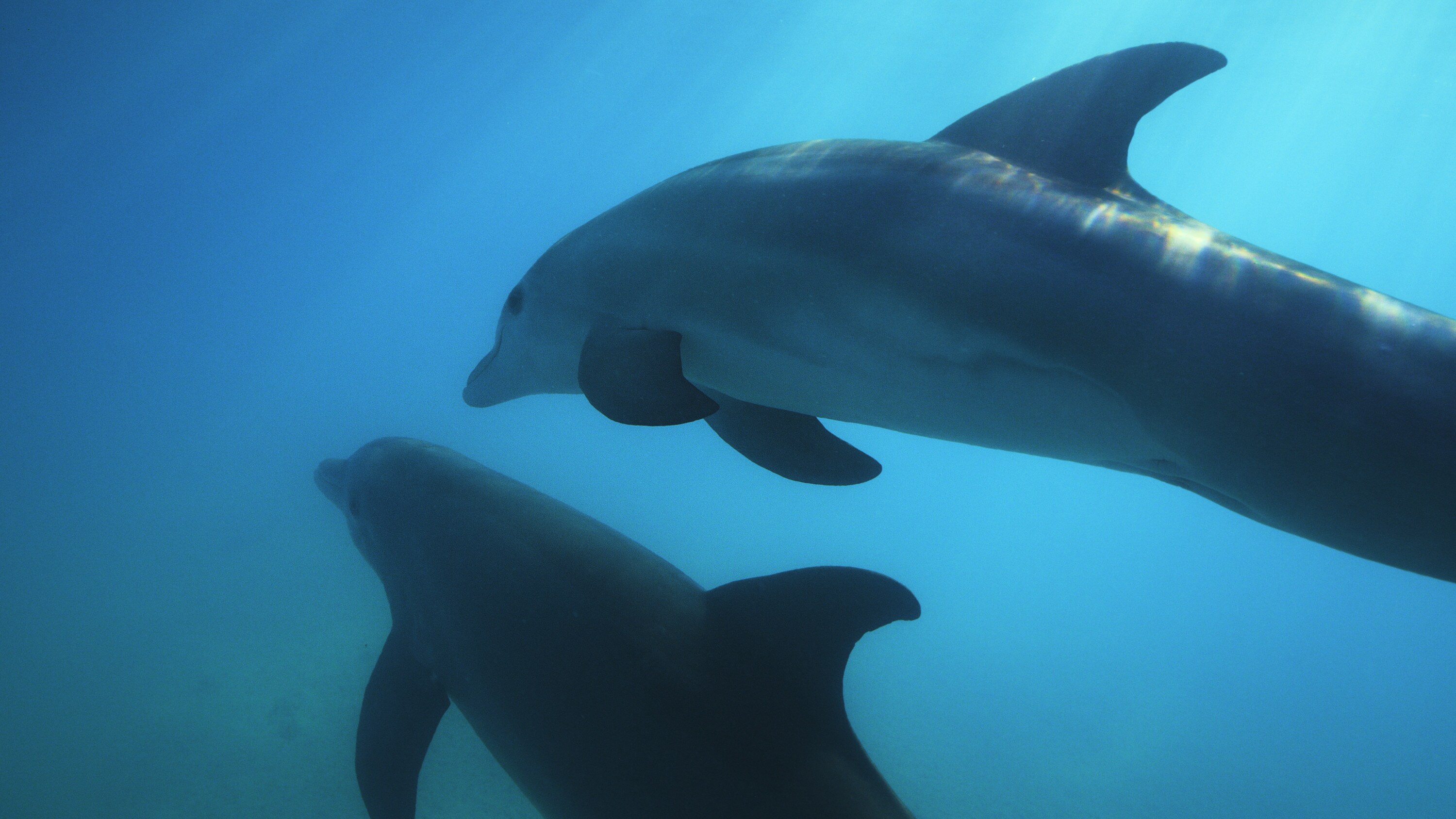 Bottlenose dolphins swim in the water surrounding Turks and Caicos. (National Geographic for Disney+)