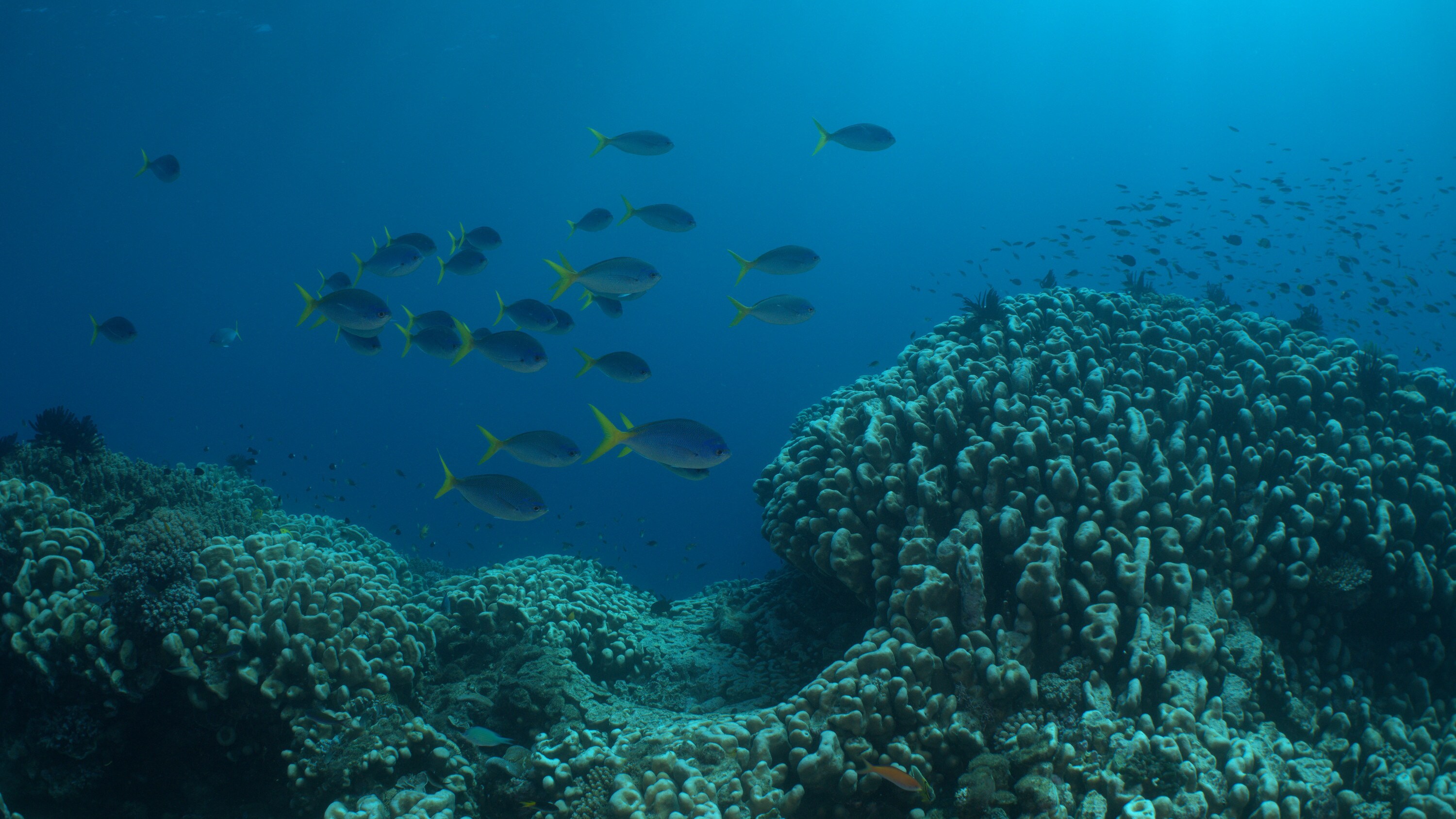 School of Yellowtail Fusilier. (National Geographic for Disney+)