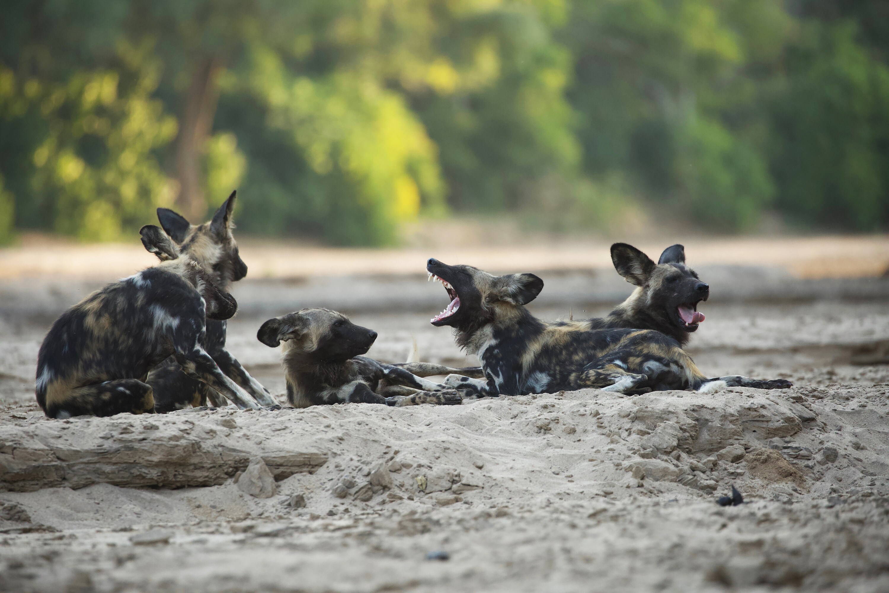 Members of the pack lie down together. (National Geographic for Disney+/Neil Fairlie)