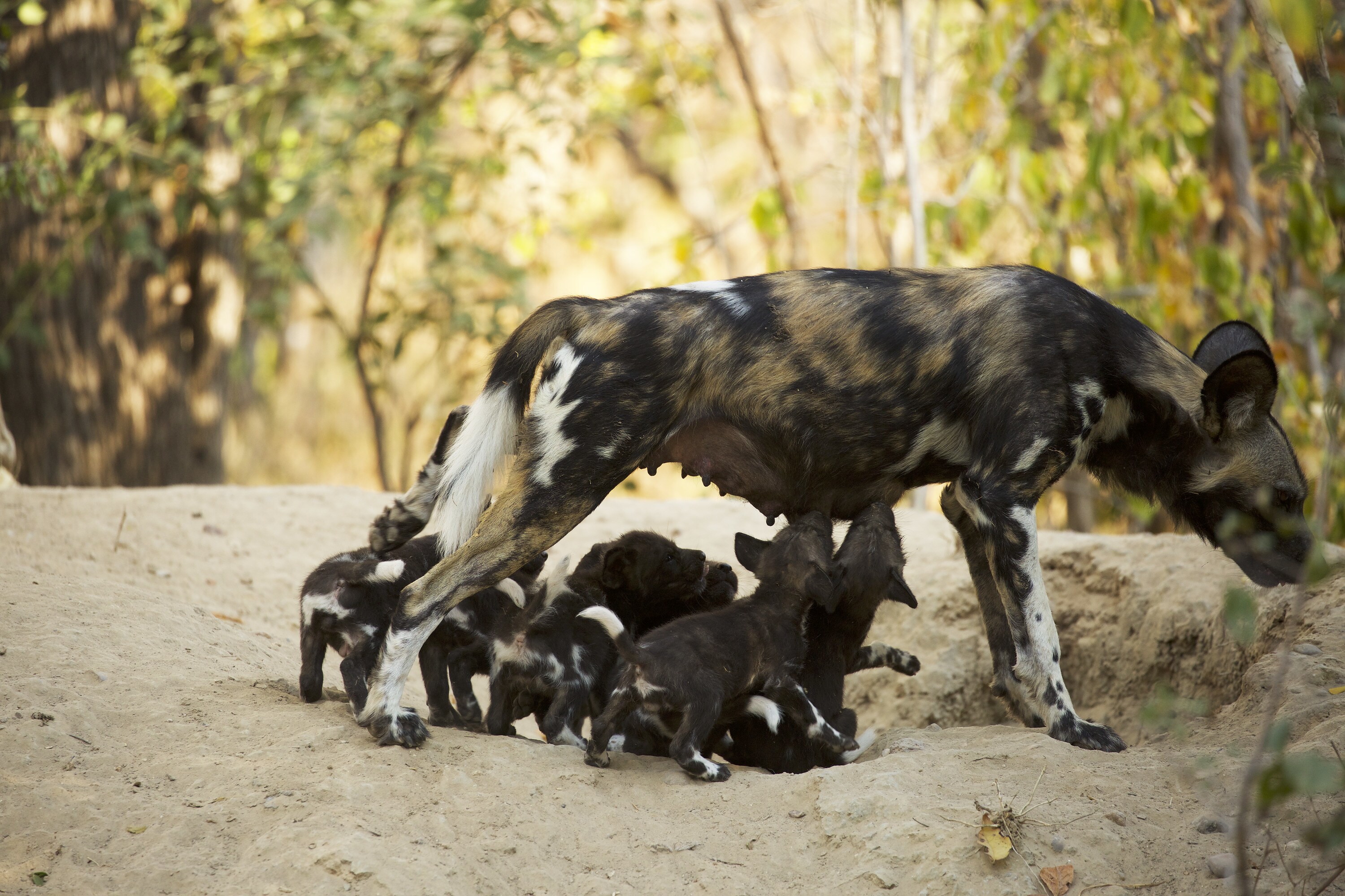 Coco stands with puppies reaching to feed. (National Geographic for Disney+/Kim Wolhuter)