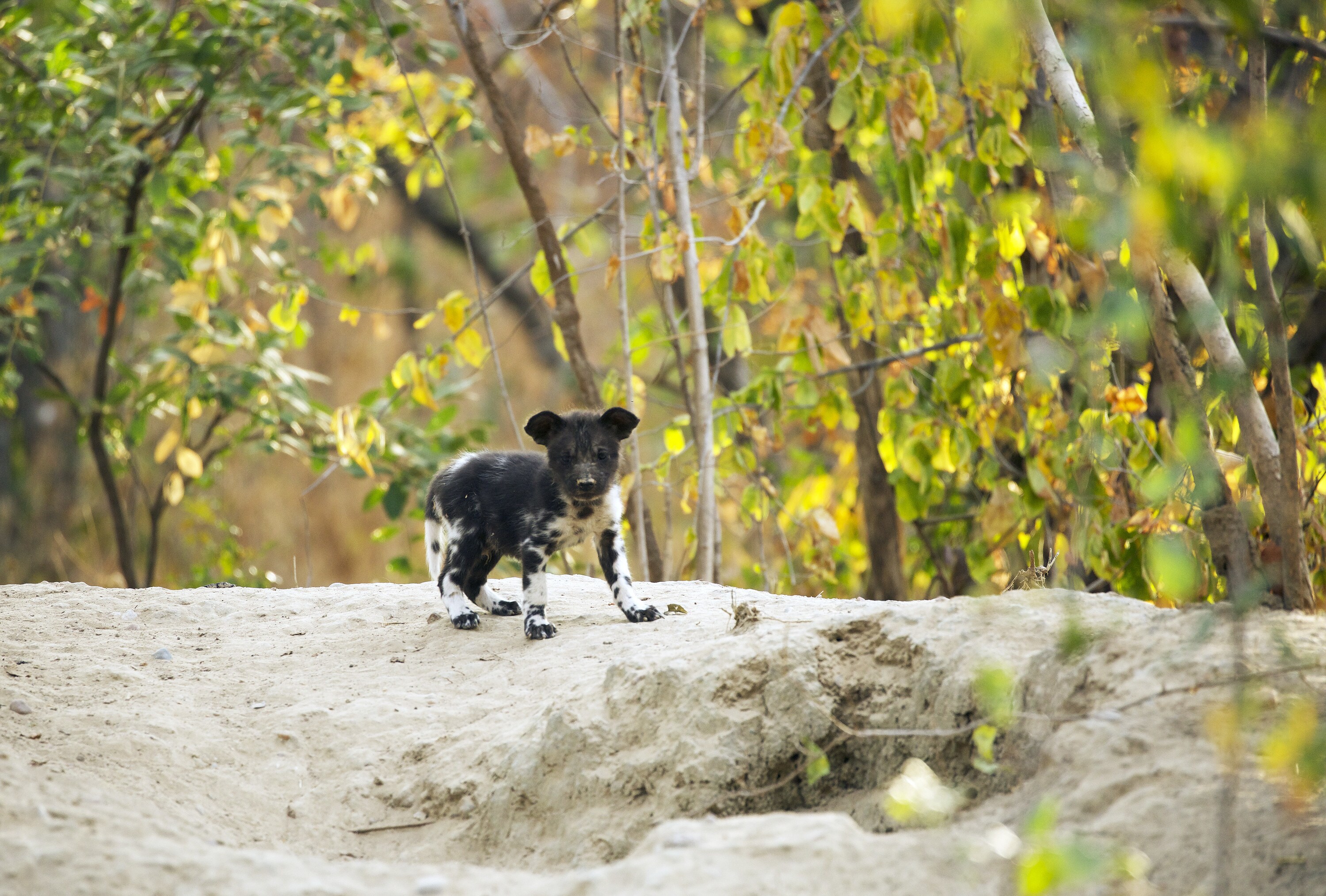 Kaya stands near the den site opening. (National Geographic for Disney+/Kim Wolhuter)