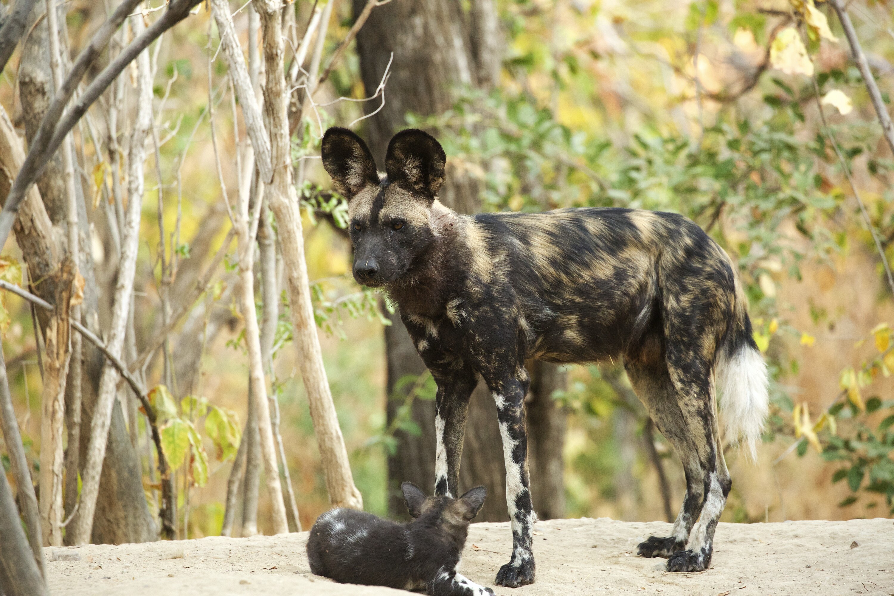 Lilah stands with a puppy at her feet. (National Geographic for Disney+/Kim Wolhuter)