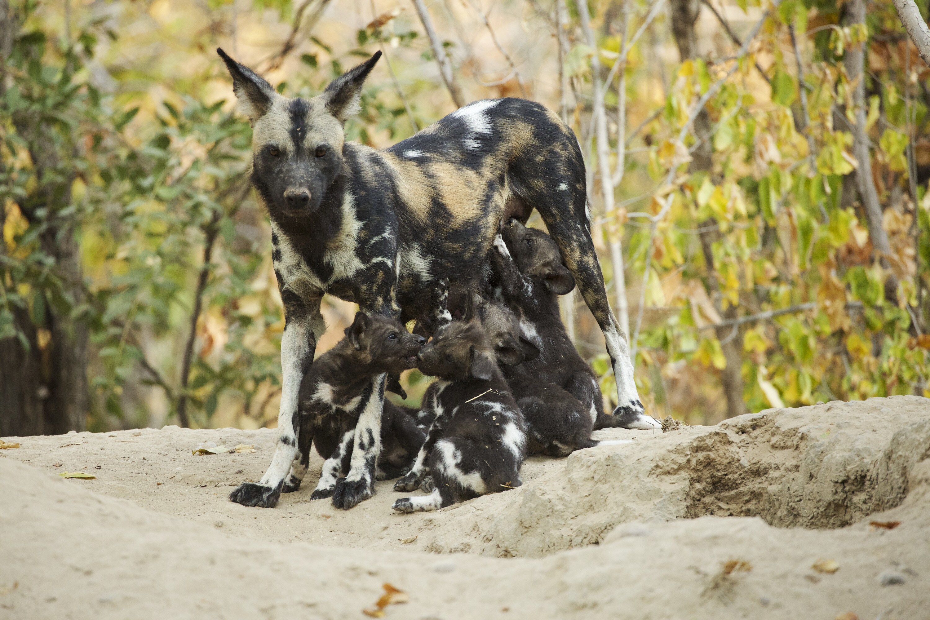 Coco stands with her ears pushed back as her puppies feed. (National Geographic for Disney+/Kim Wolhuter)
