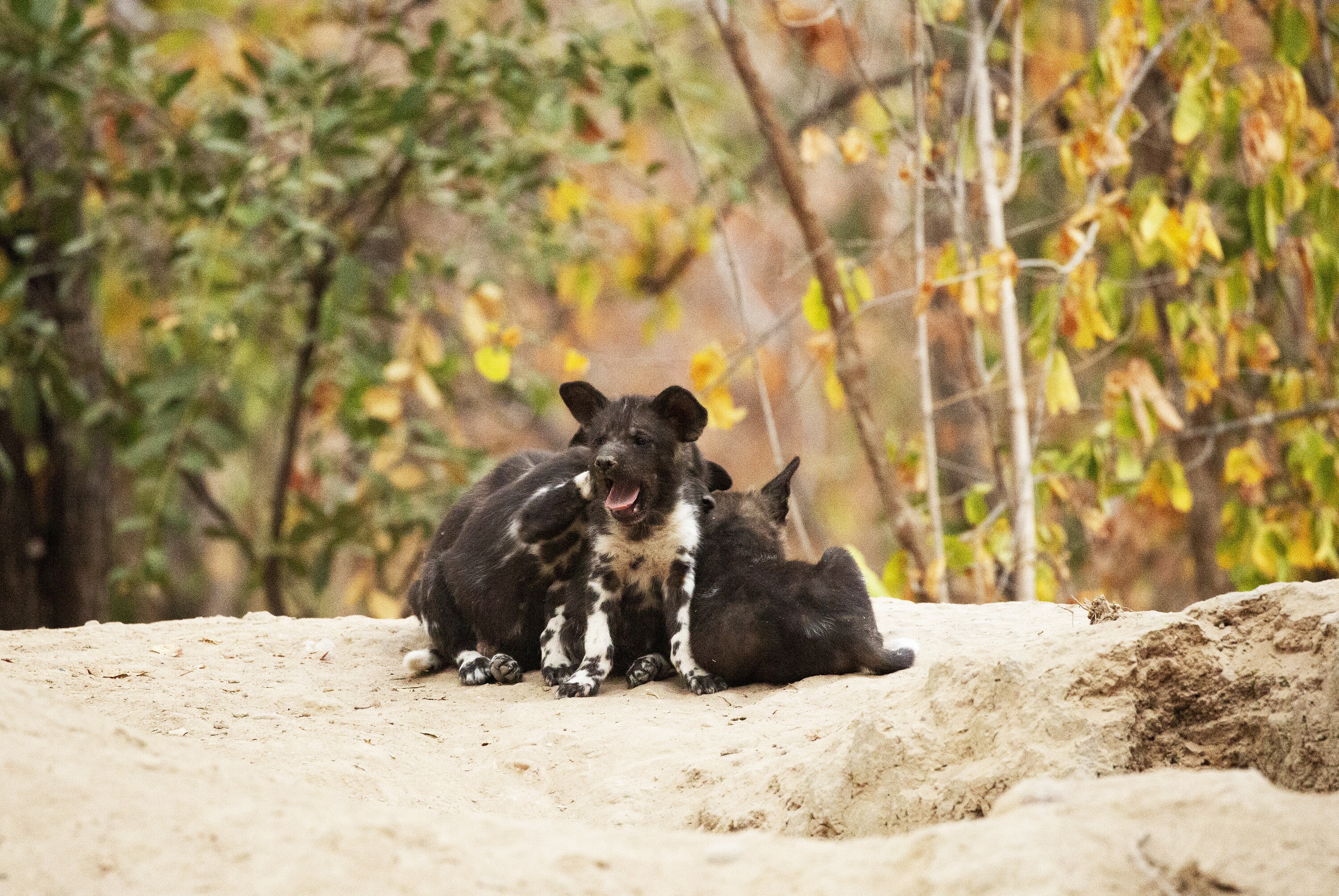 The puppies huddle together with Kip yawning in front. (National Geographic for Disney+/Kim Wolhuter)