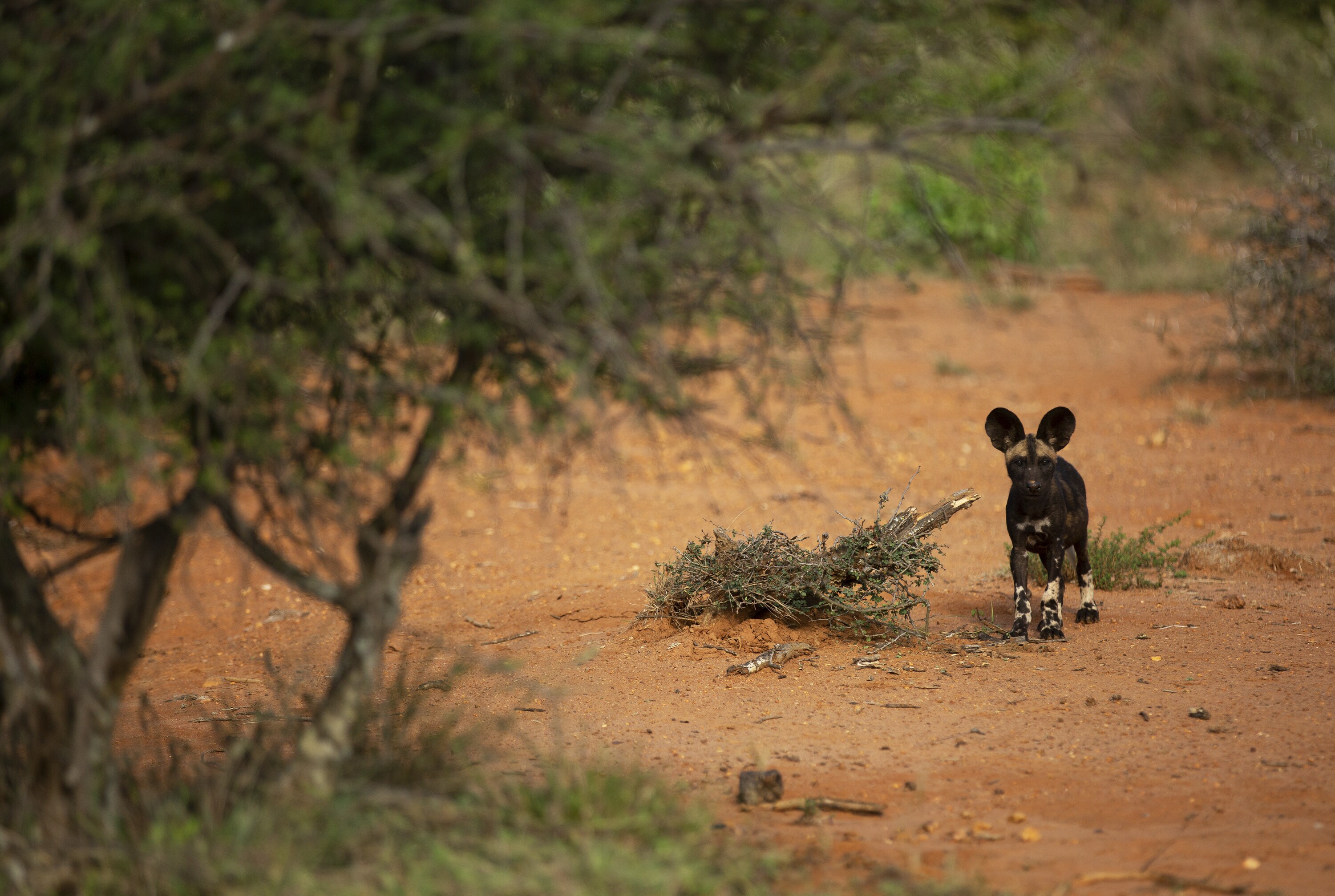 Kip stands with ears prickled. (National Geographic for Disney+/Melanie Gerry)