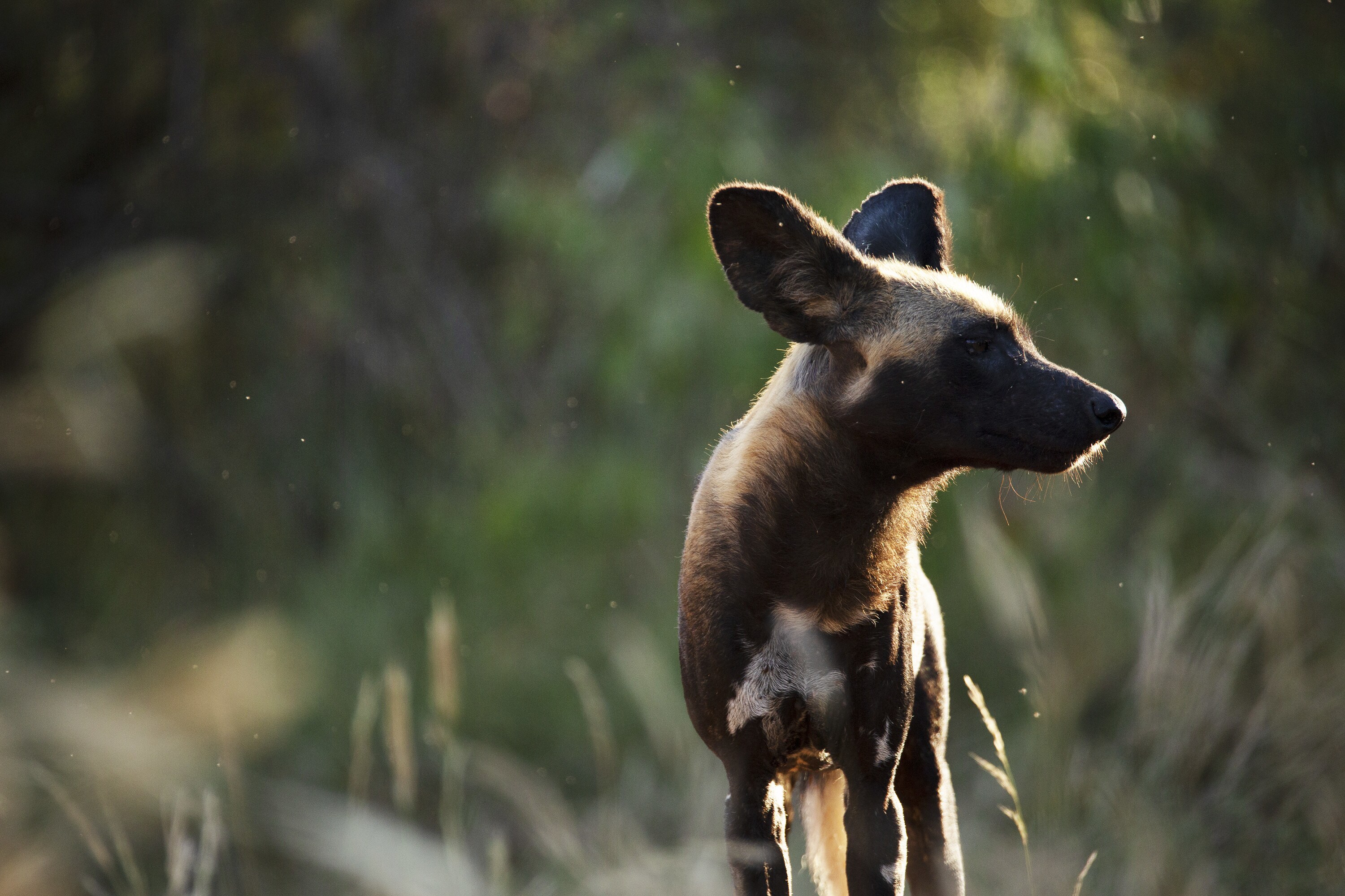 Lilah stands and looks out. (National Geographic for Disney+/Melanie Gerry)