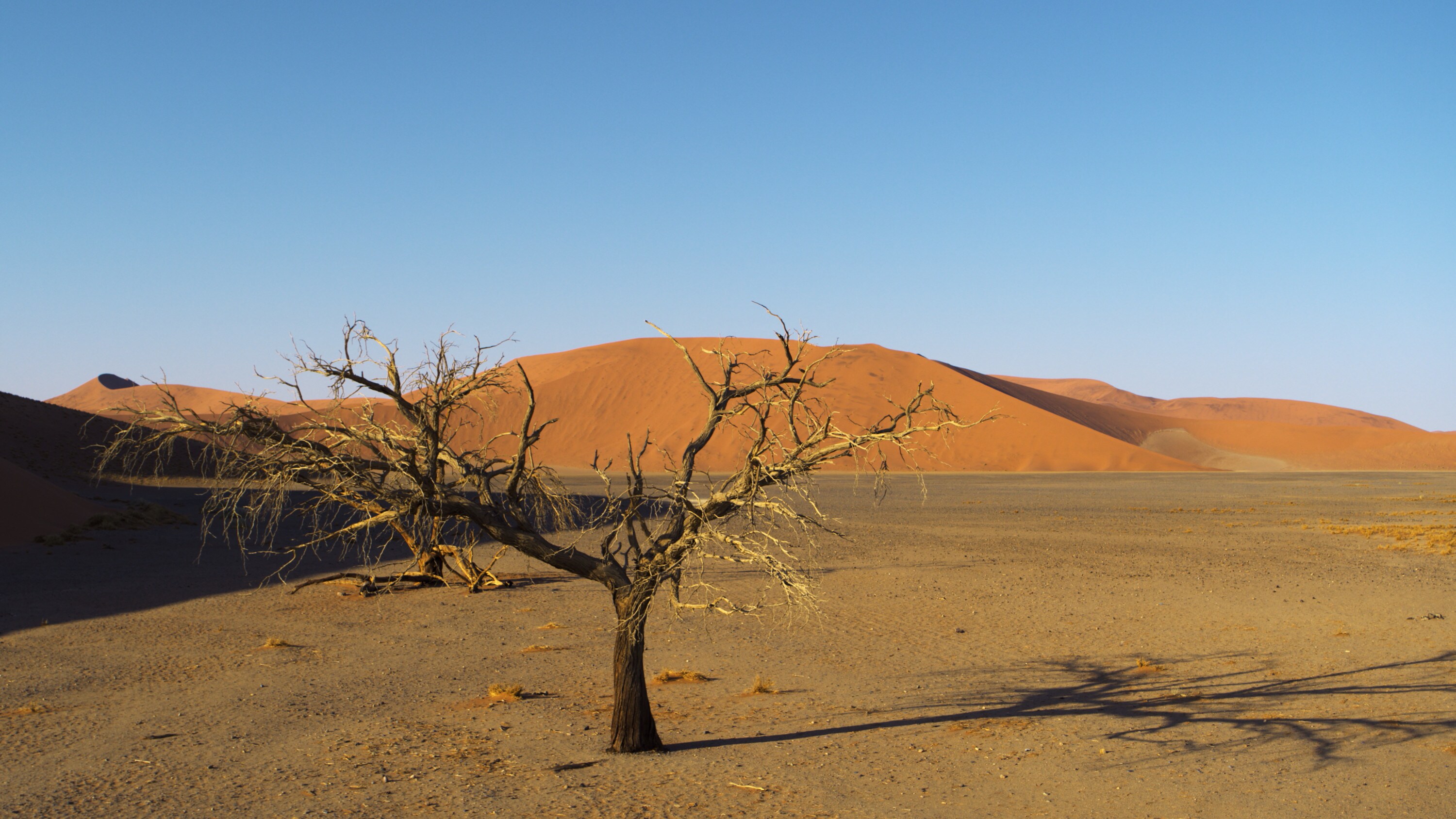 Camel thorn trees against red dunes in Namib-Naukluft Park. (National Geographic for Disney+)