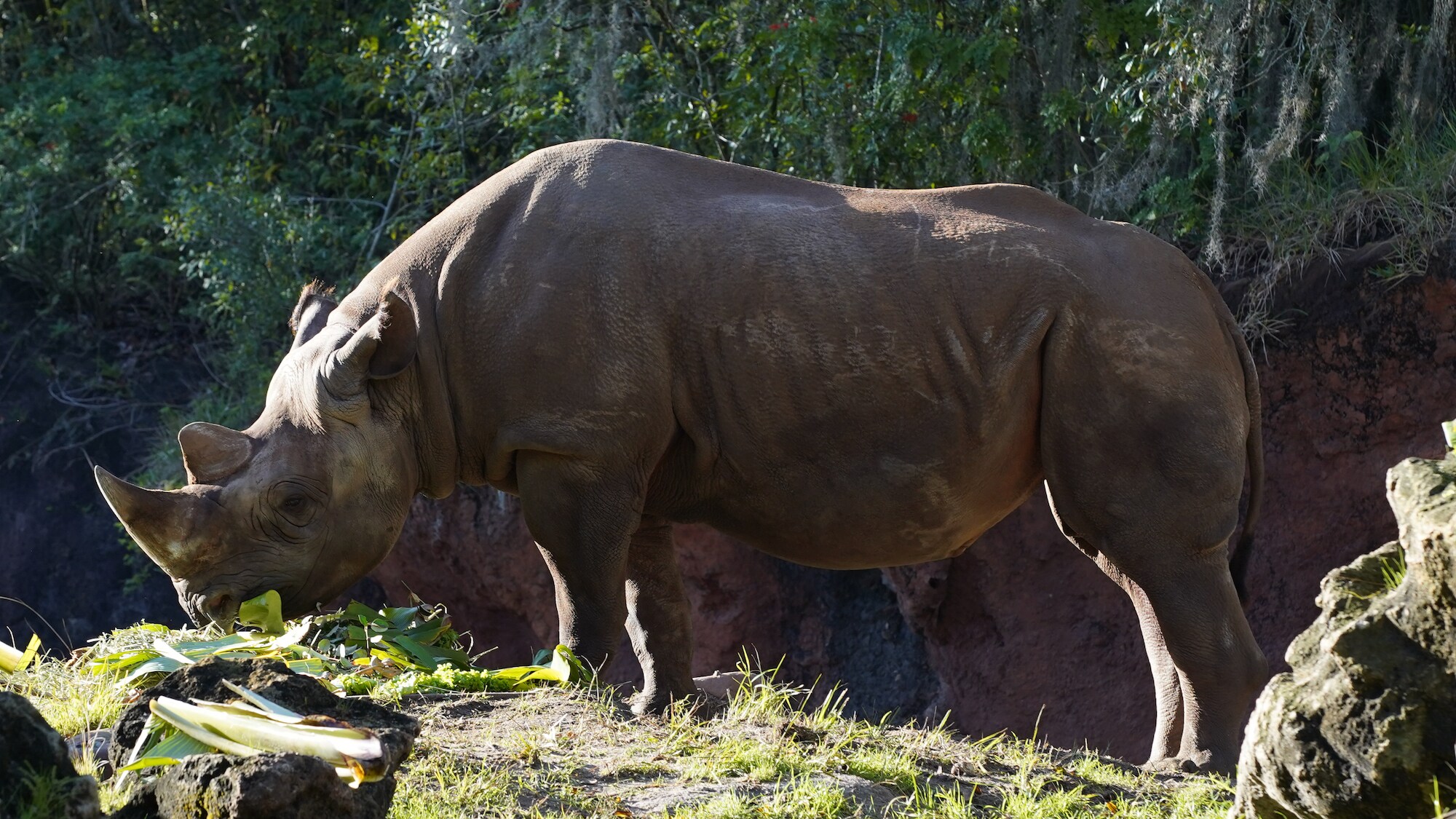 Badru the Black Rhino. (Disney)