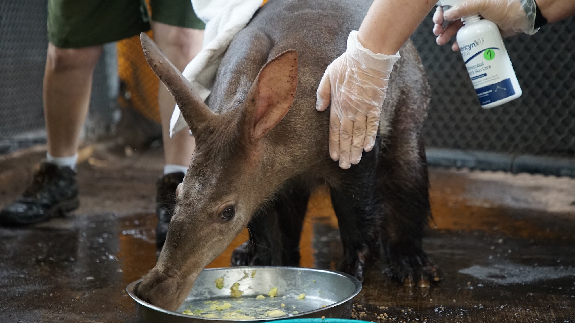 Willie the Aardvark is treated for a skin irritation. (Disney)