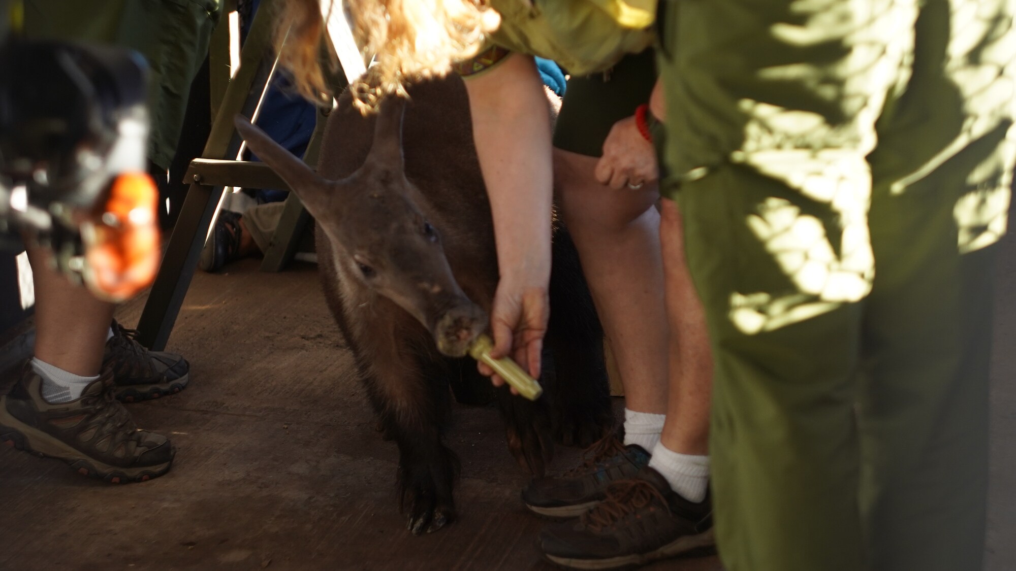 Peanut the aardvark is rewarded with a tasty snack after her ultrasound. (Disney)