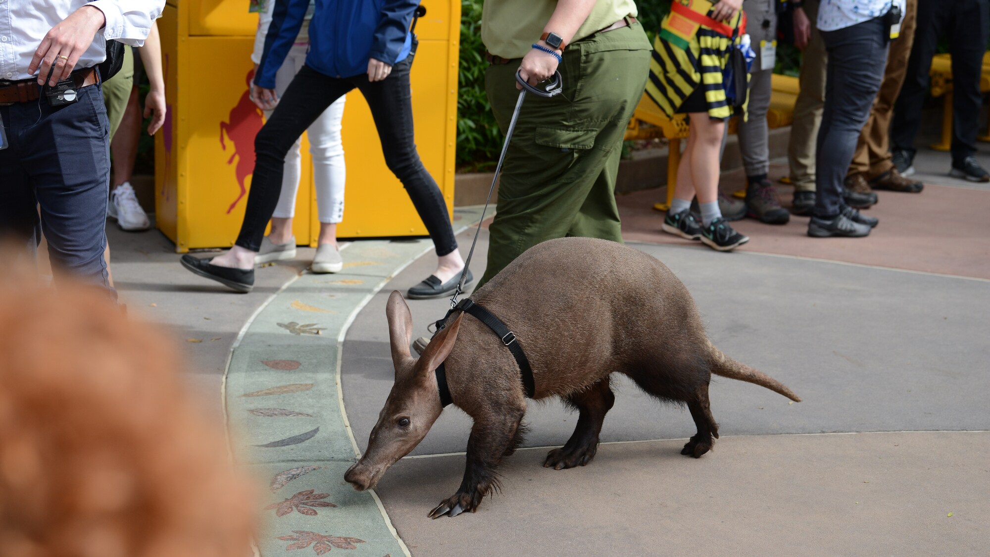 Willie, the aardvark, at the Conservation Station. (National Geographic/Gene Page)
