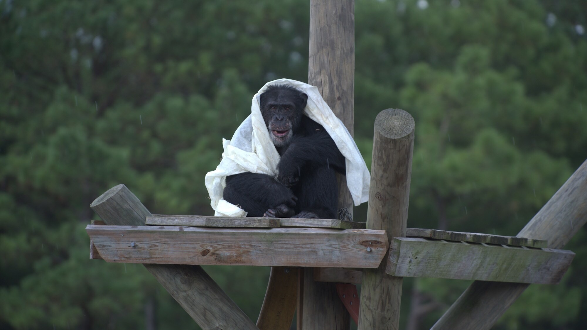 Henry sits on a platform with a blanket over himself. Donovan’s group. (Chimp Haven/Karalee Scouten)