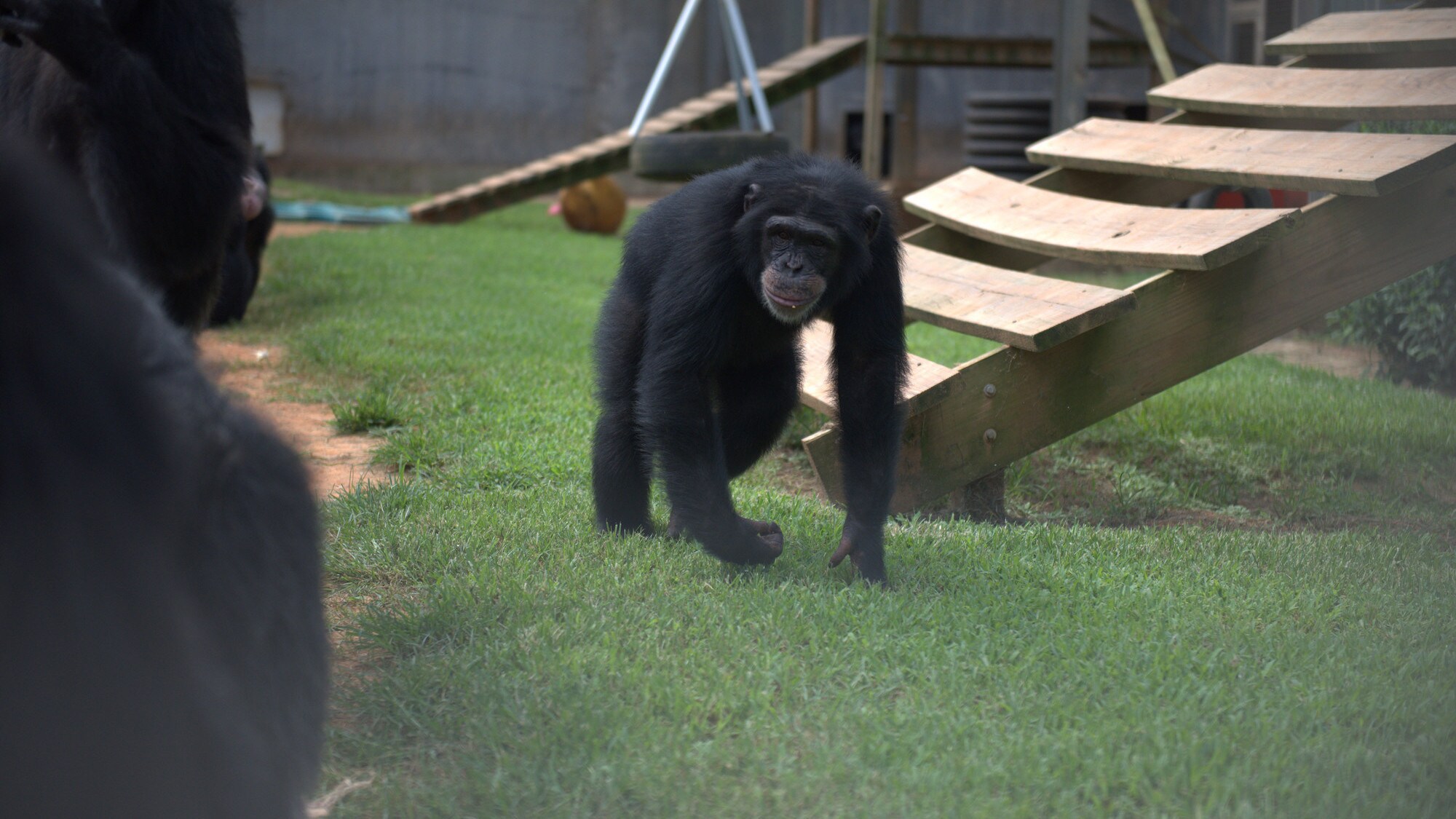 Riley prowling corral. Slim’s group. (Chimp Haven/Karalee Scouten)