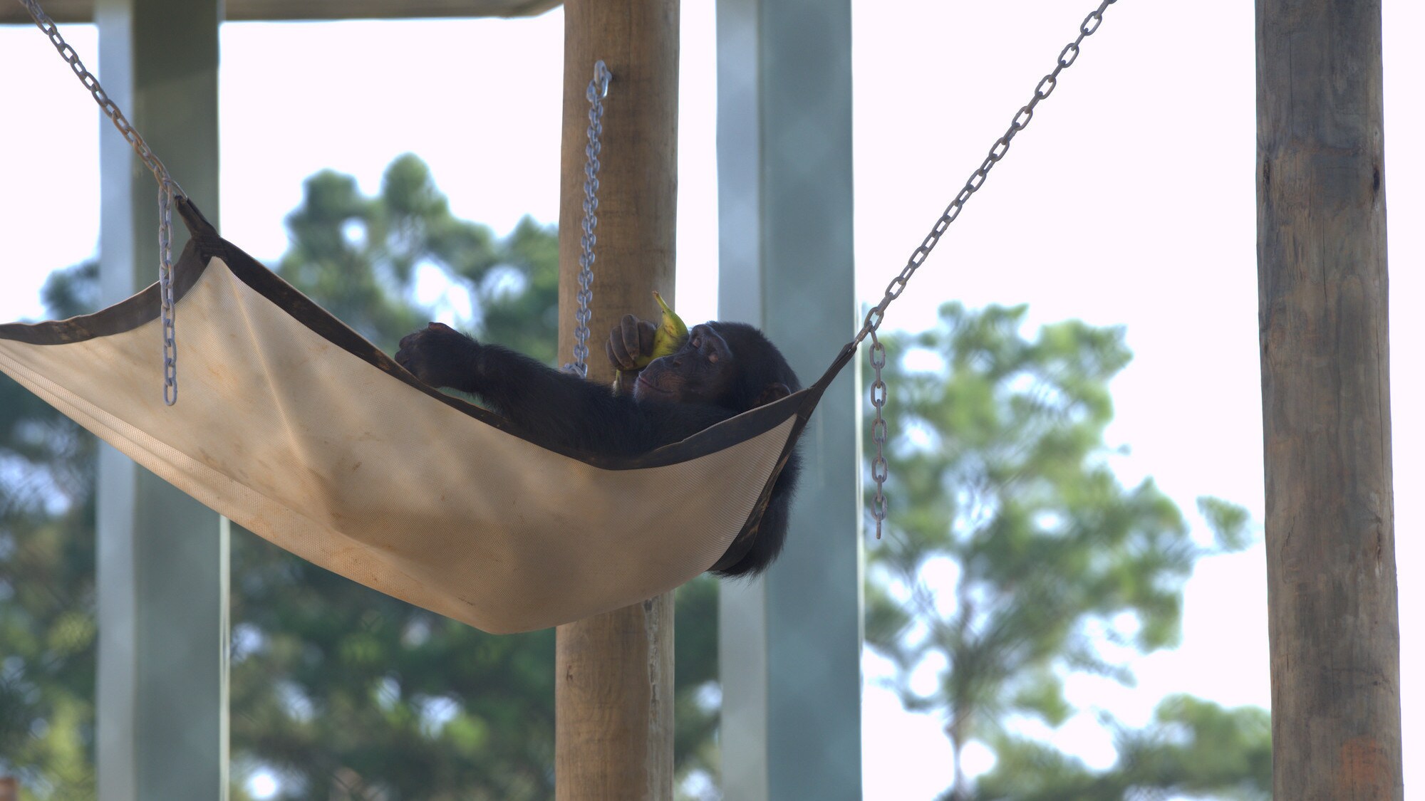 Riley relaxing in hammock. Slim's group. (Chimp Haven/Karalee Scouten)