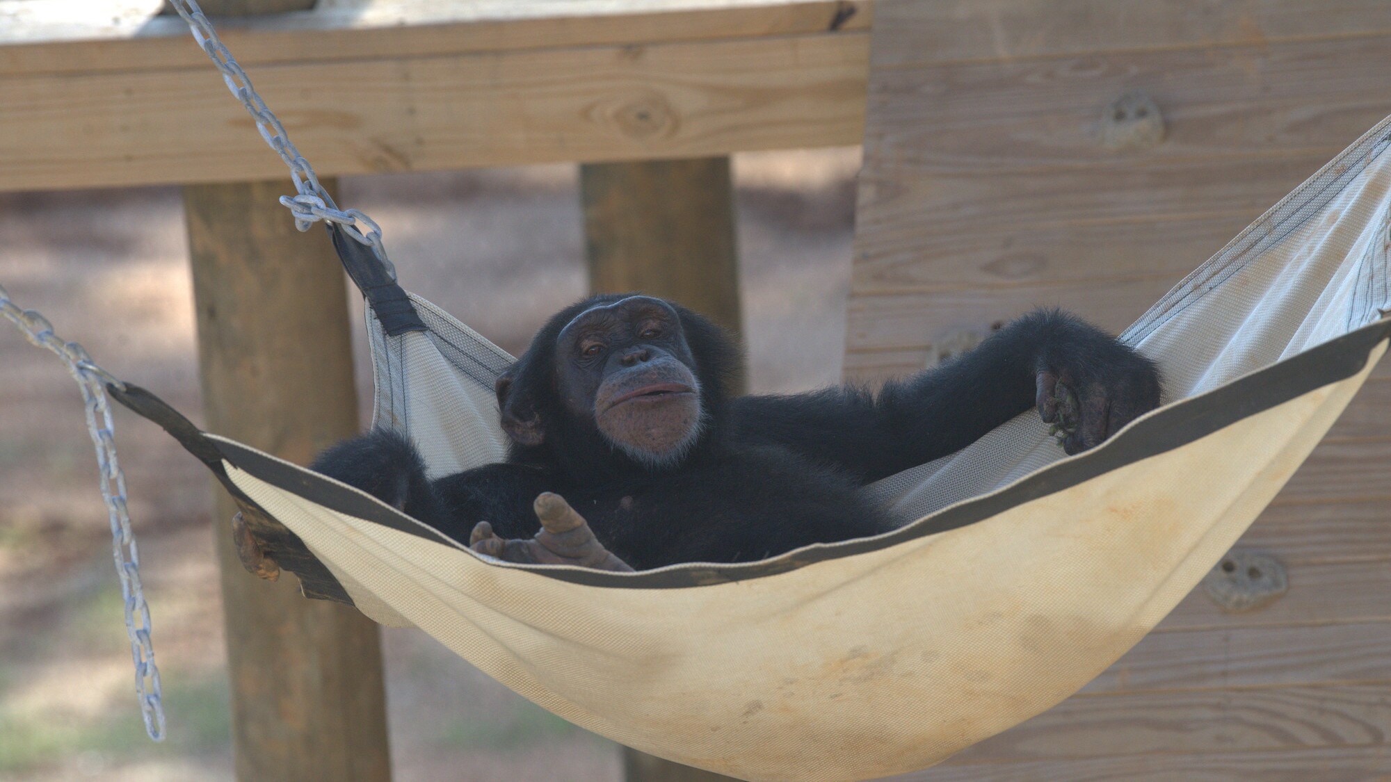 Riley relaxing in hammock. Slim's group. (Chimp Haven/Karalee Scouten)