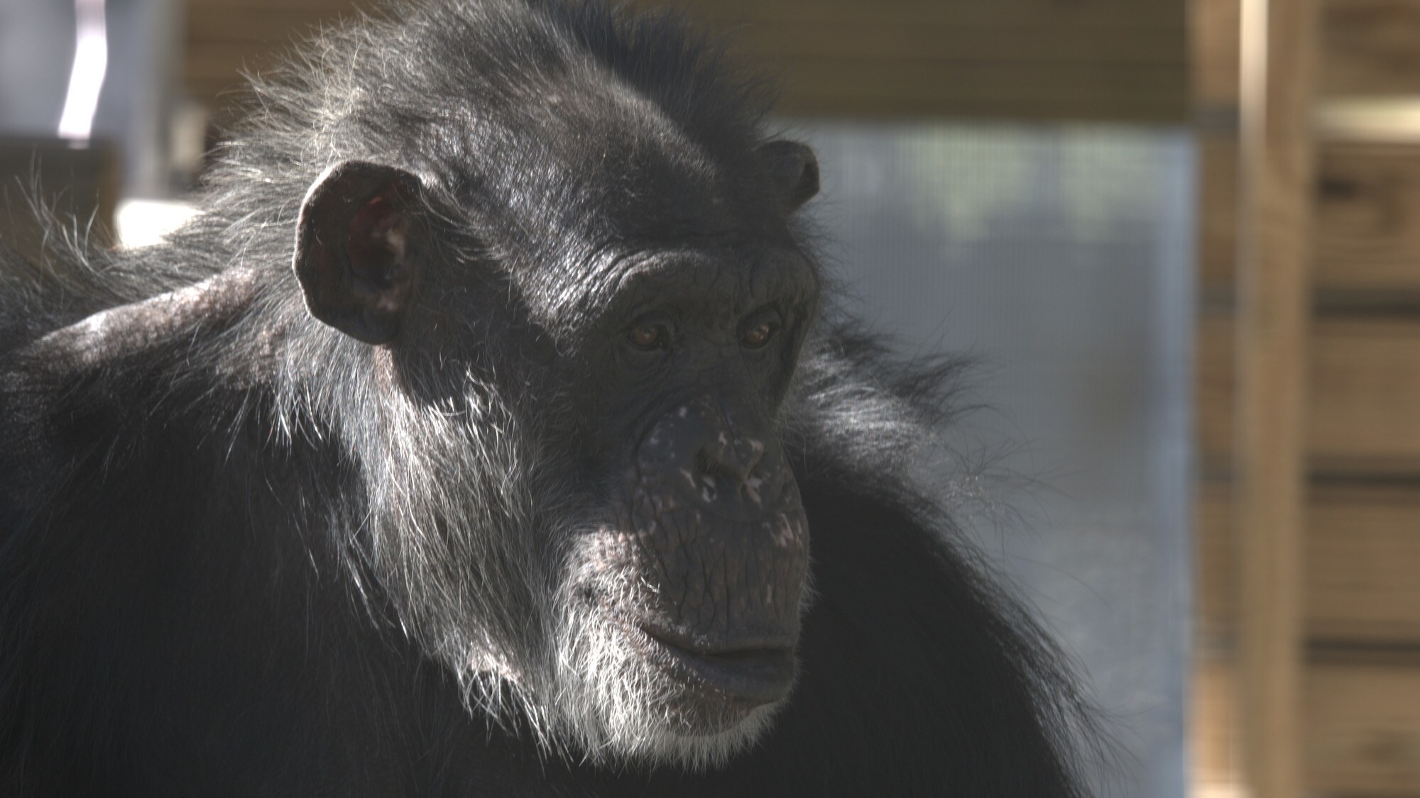 Close-up profile shot of Whiskey. Donovan’s group. (National Geographic/Virginia Quinn)