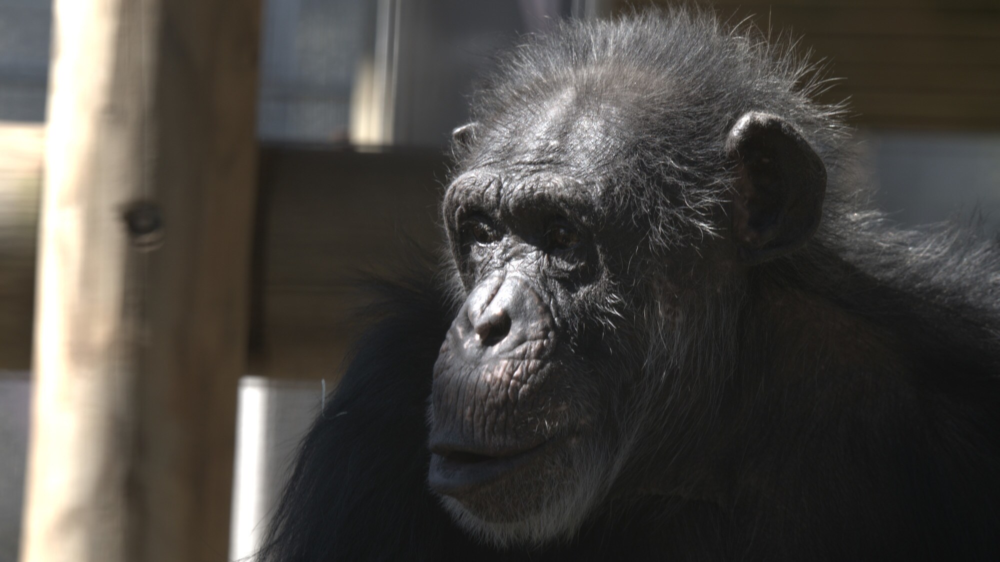 Close-up profile shot of Whiskey. Donovan’s group. (National Geographic/Virginia Quinn)