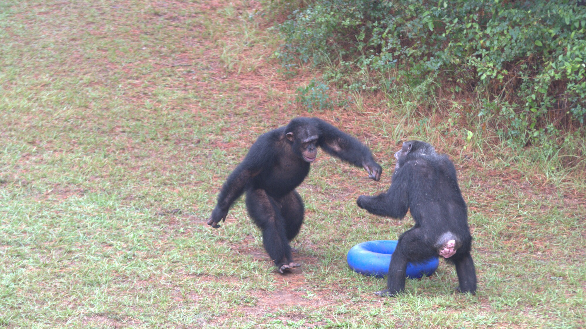 Jimmy Dean standing bi-pedally making his way towards another chimp, asserting his dominance. Sara Soda’s group. (Nicholas Chapoy)
