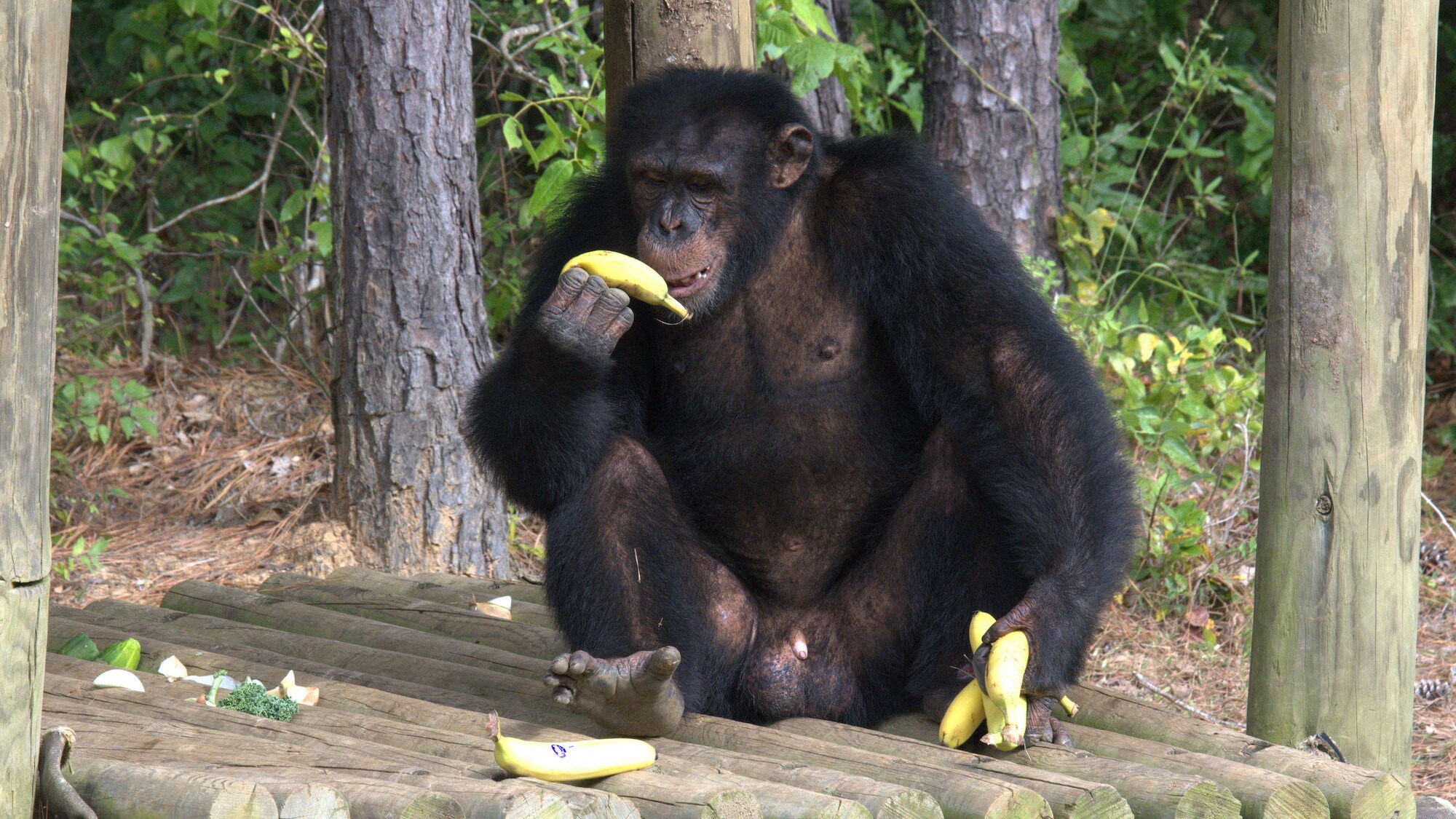 Jimmy Dean sat on a wooden platform eating a banana. Sara Soda’s group. (National Geographic/Virginia Quinn)