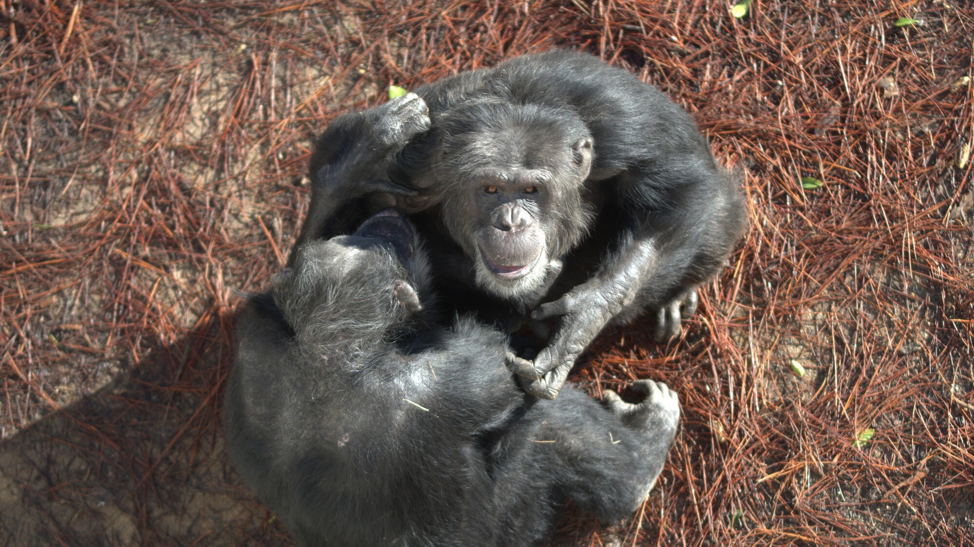 Shot looking down on a smiling Hugo playing with another Chimp. Hugo’s group. (Nicholas Chapoy)