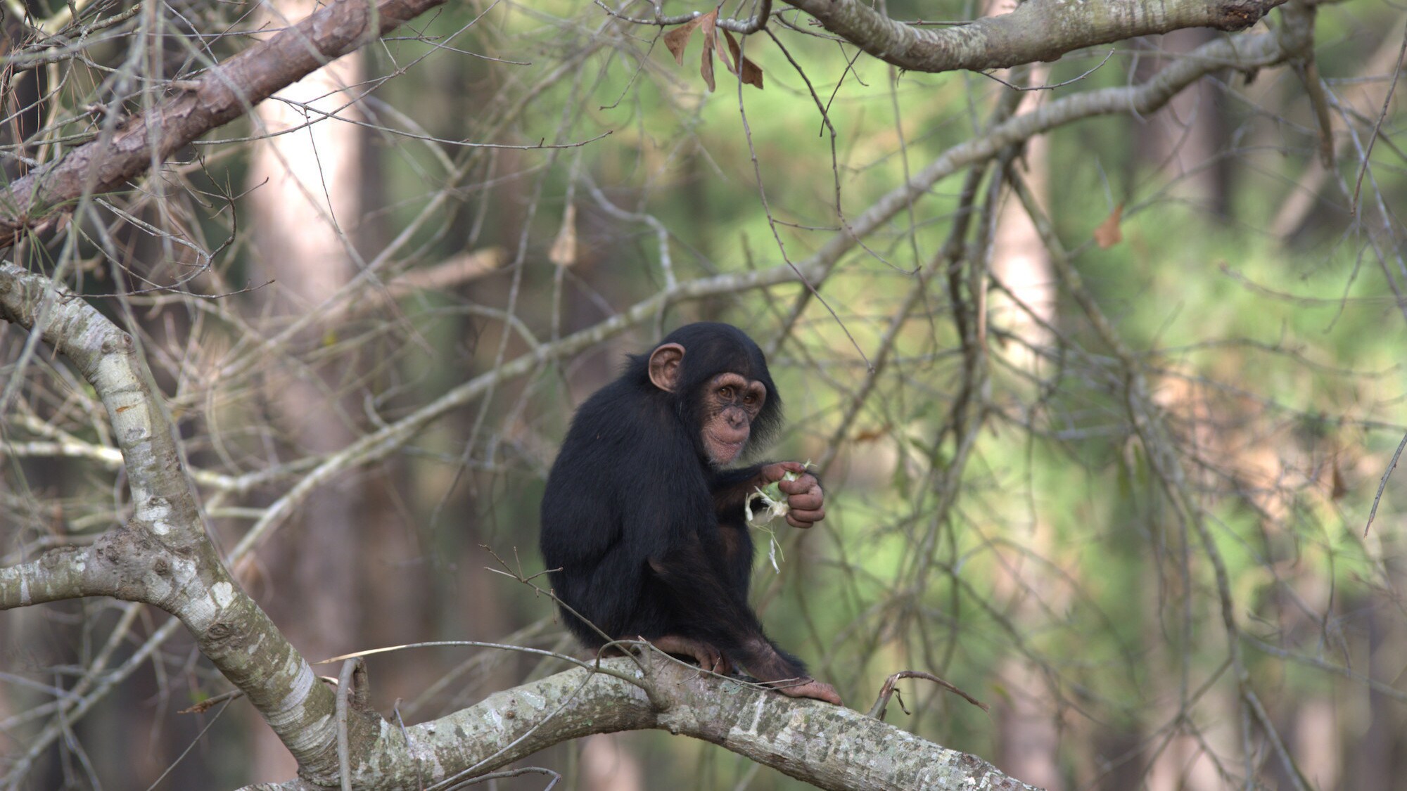 Baby Carlee on a branch with food in her hand. Sara Soda’s group. (Nicholas Chapoy)