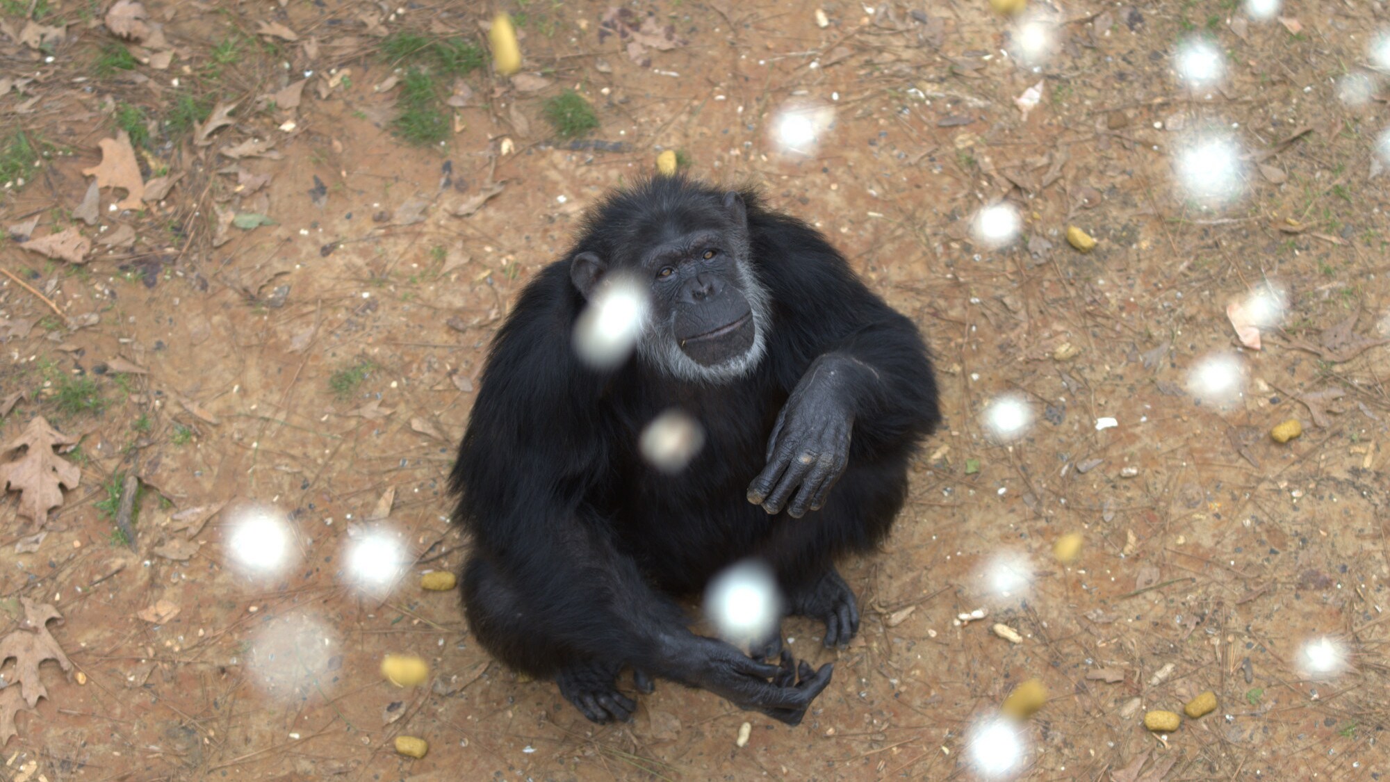 Maxi, one of the few females in Hugo’s group, looking up at camera. (Nicholas Chapoy)
