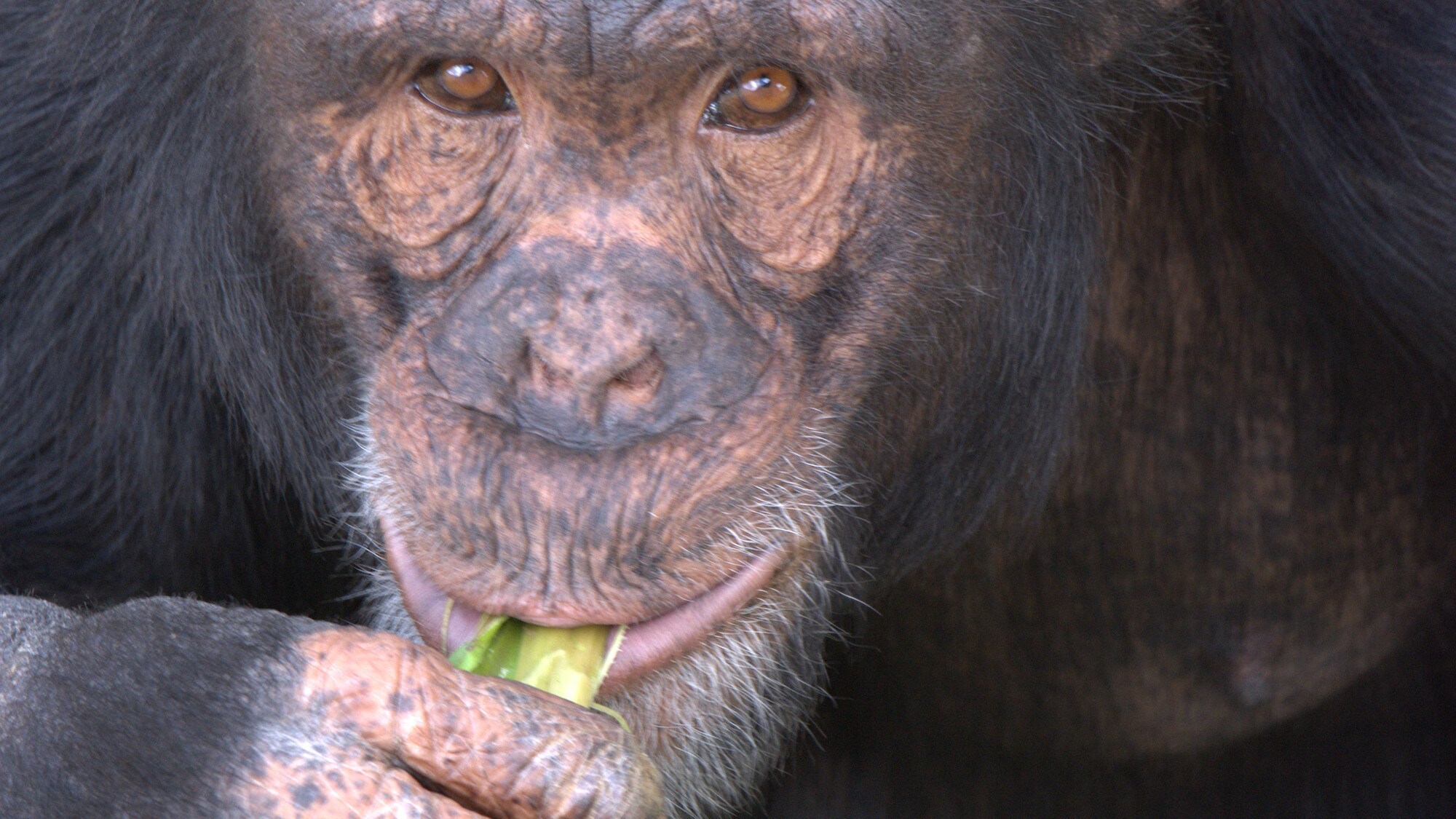 Mason is sat on horizontal metal pole, holding onto the platform above for support with one hand whilst holding a piece of banana in the other. Slim’s group. (Nicholas Chapoy)