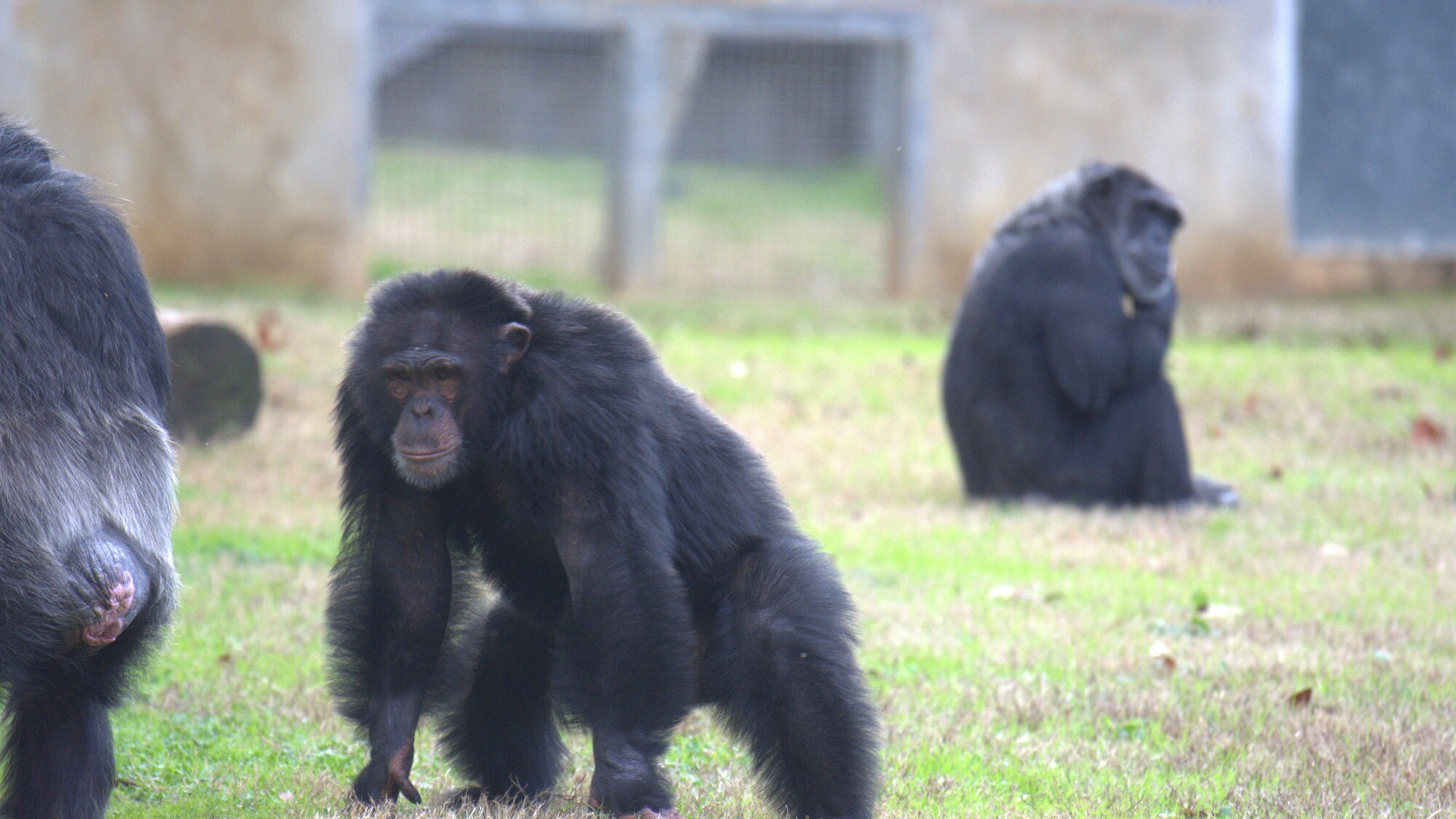 Mason piloerect display - asserting his dominance. Sara Soda’s group. (National Geographic/Virginia Quinn)