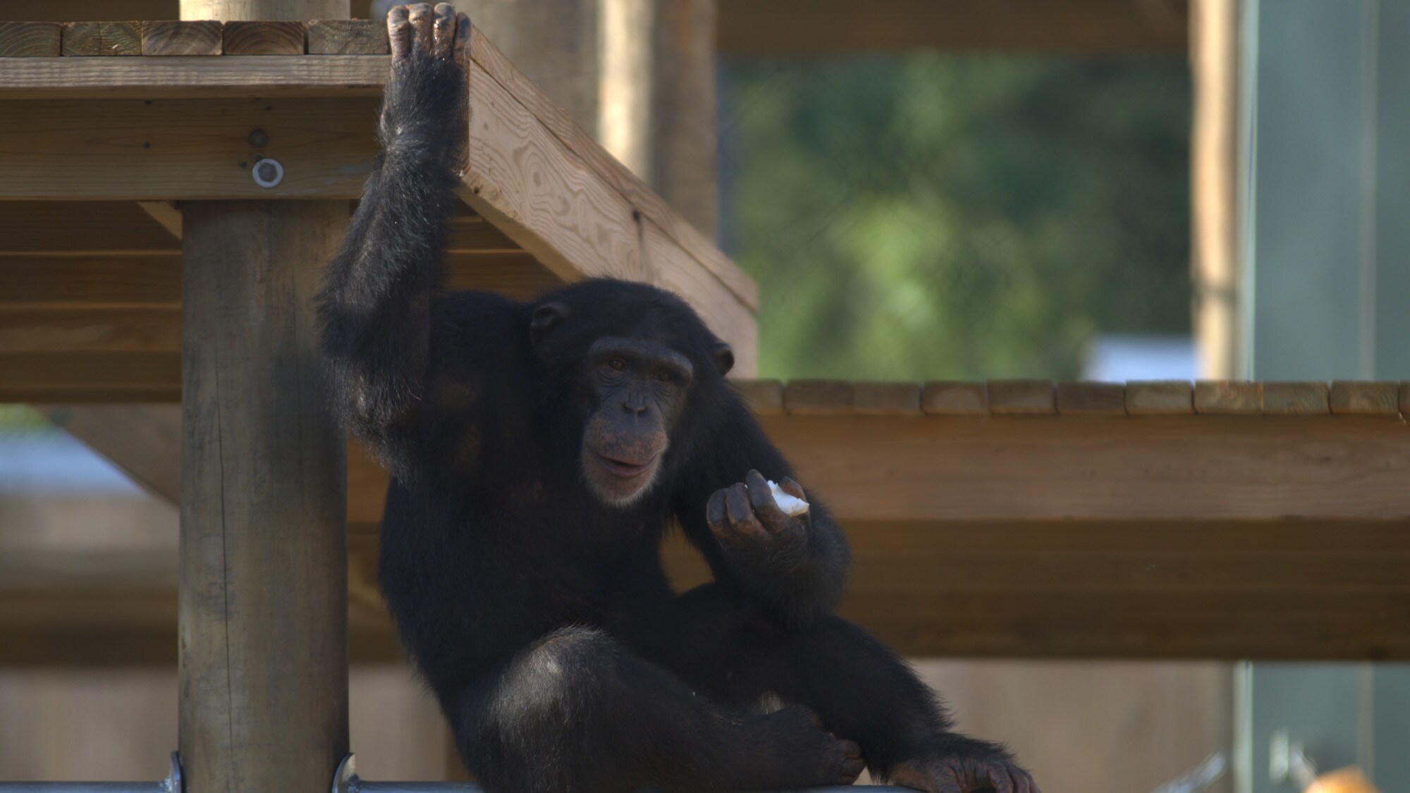 Riley is sat on horizontal metal pole, holding onto the platform above for support with one hand whilst holding a piece of banana in the other. Slim’s group. (Nicholas Chapoy)