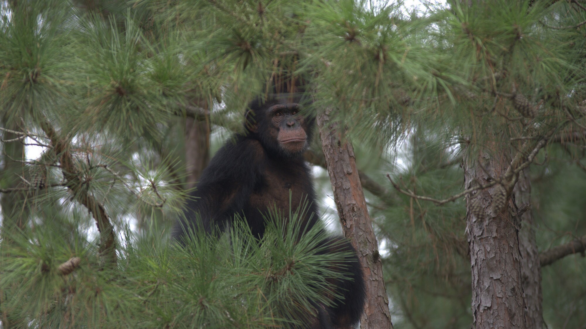 Jimmy Dean is sat high up in the trees. His face can be seen amongst the pine needles. Sara Soda’s group. (Nicholas Chapoy)