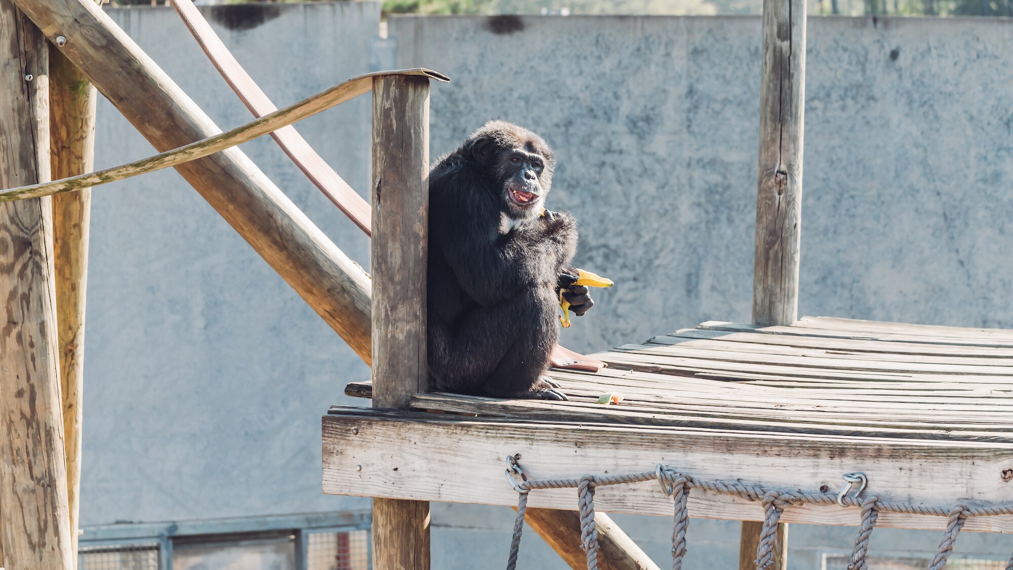 Alpha male Donovan, sat on platform eating a banana. Donovan’s group. (Chimp Haven/Karalee Scouten)