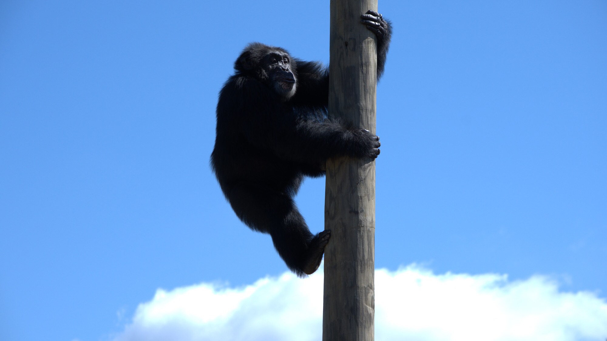 Henry climbing up pole. Donovan’s group. (Chimp Haven/Karalee Scouten)