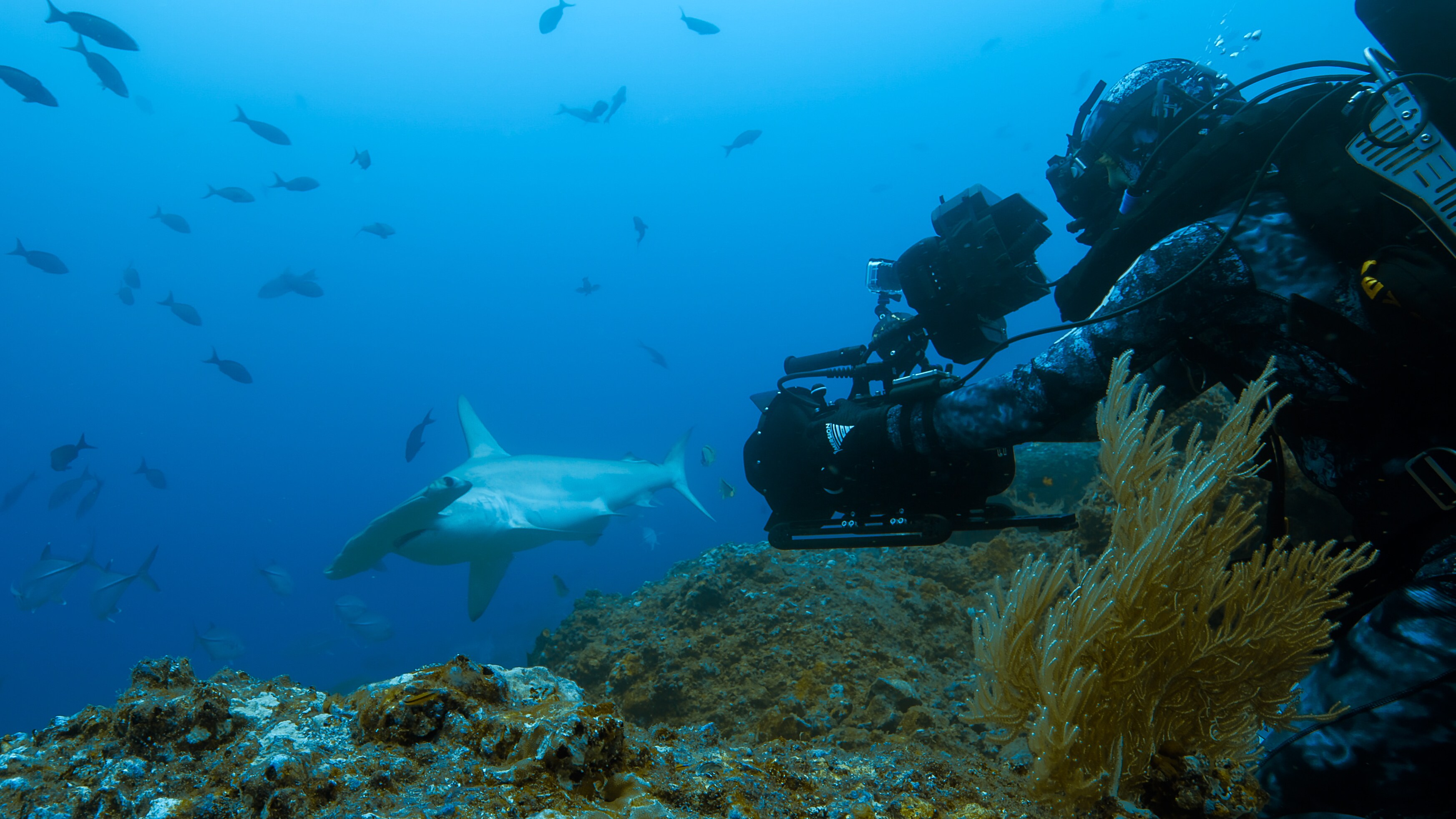 Bertie Gregory filming a hammerhead. (Credit: National Geographic for Disney+)