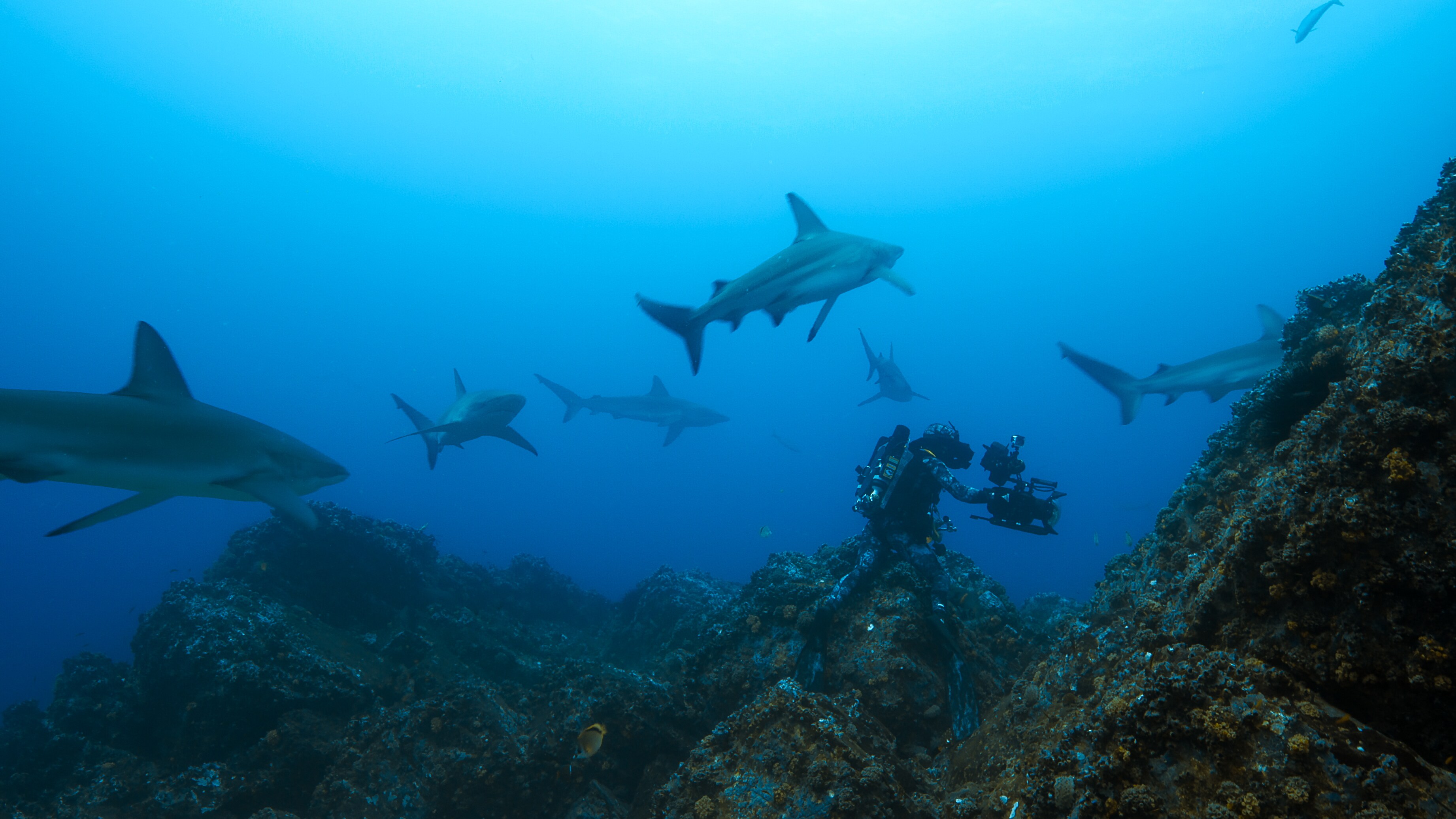 Galapagos sharks. (Credit: National Geographic/Mark Sharman for Disney+)