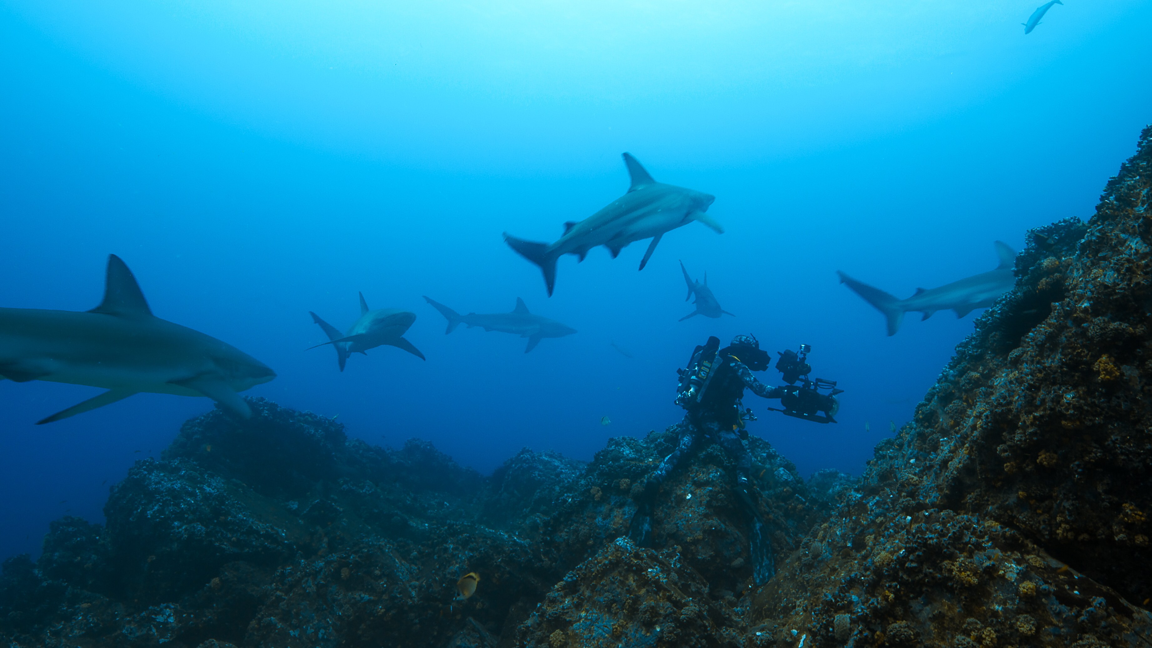 SHARK ISLAND