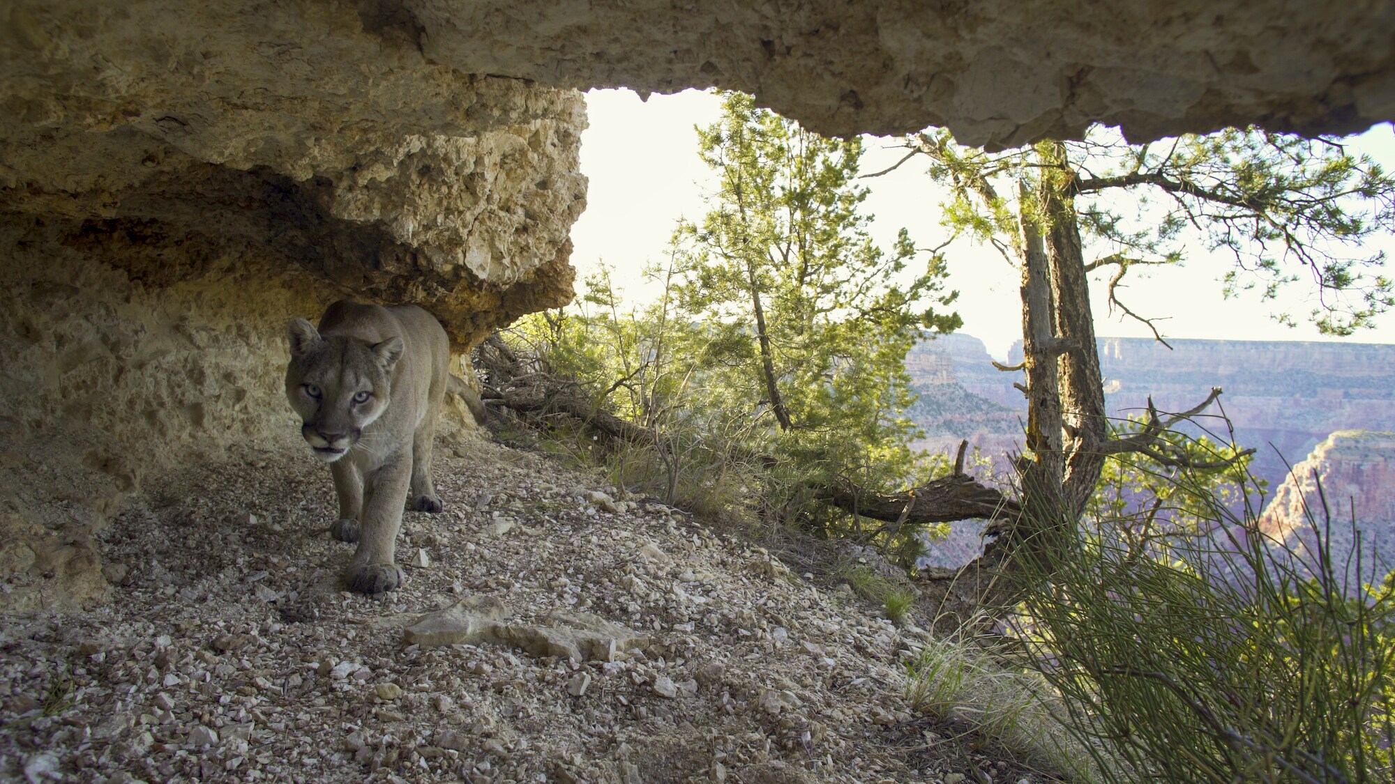 A mountain lion takes shelter from the heat under and overhang in the Grand Canyon, AZ. (National Geographic for Disney+)