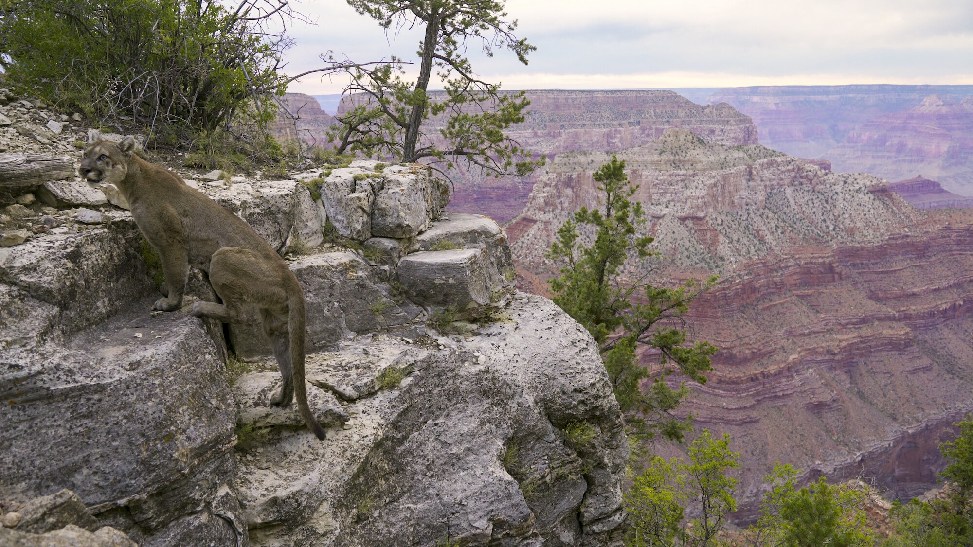 Never filmed before, a mountain lion navigates the sheer cliffs along rim of the Grand Canyon, AZ. (National Geographic for Disney+)