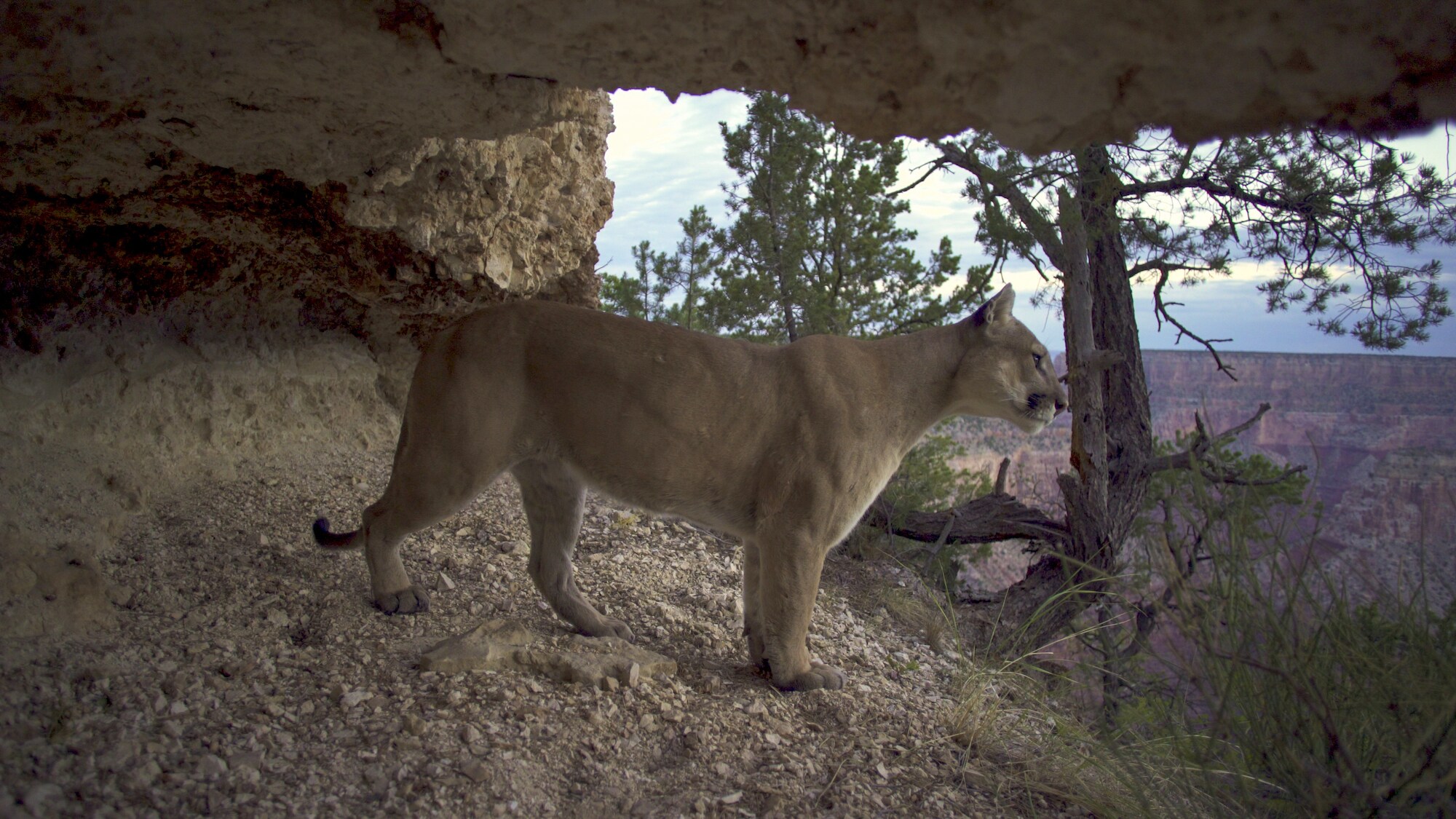 A Grand Canyon mountain lion surveys his domain from the shelter of his day bed. (National Geographic for Disney+)