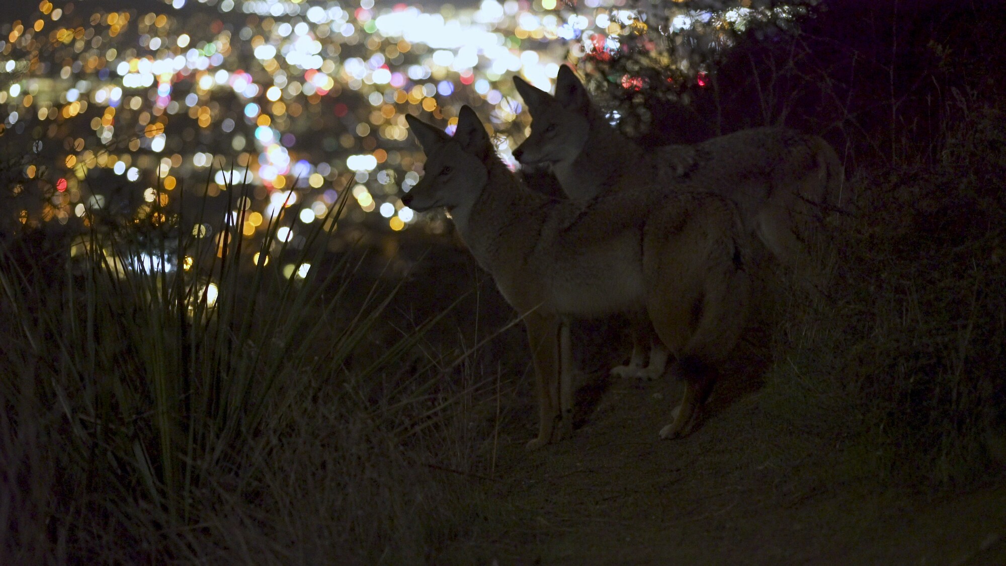 Two coyotes look out over the city lights of Los Angeles, CA. (National Geographic for Disney+)