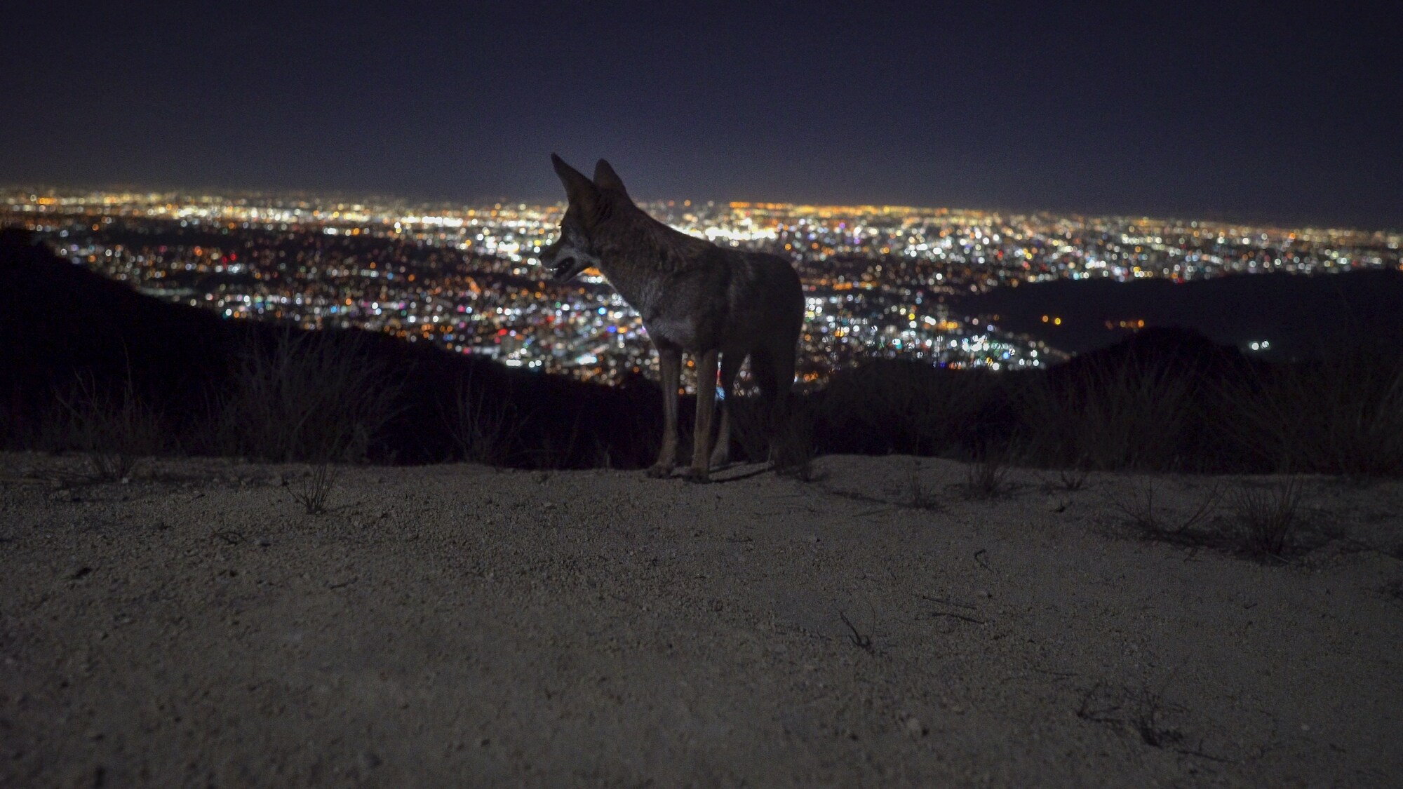 A coyote looks back at the city lights of Los Angeles, CA. (National Geographic for Disney+)