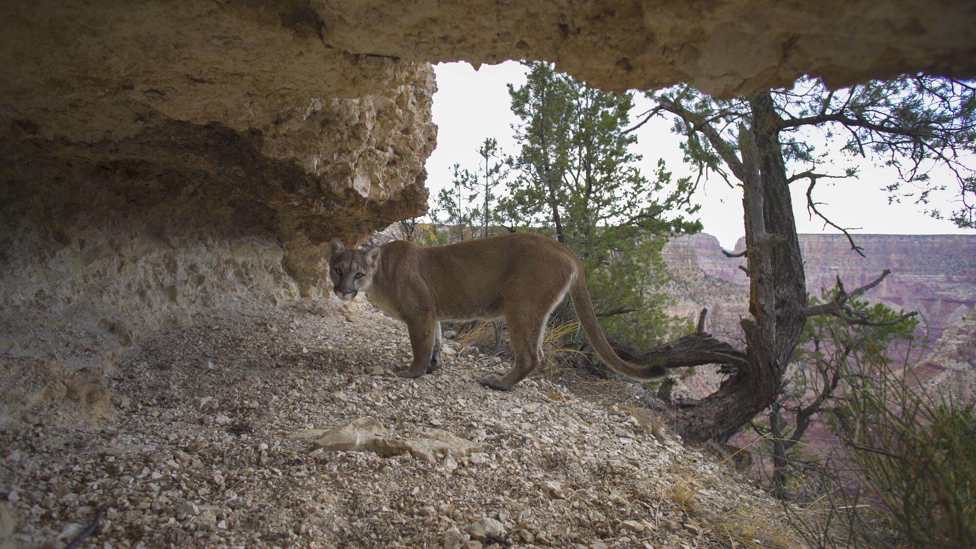 A female mountain lion has been drawn to the scrape left by a male under an overhang in the Grand Canyon. (National Geographic for Disney+)
