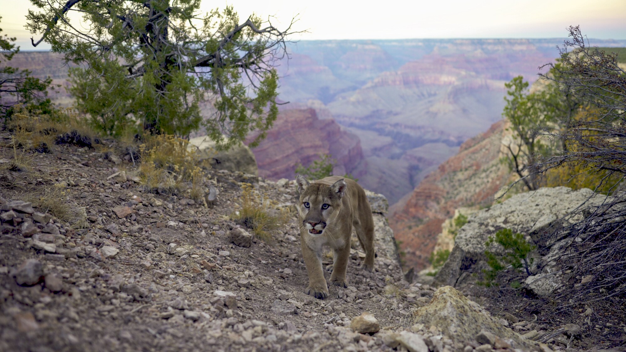 Never filmed before, a mountain lion navigates the rim of the Grand Canyon, AZ. (National Geographic for Disney+)